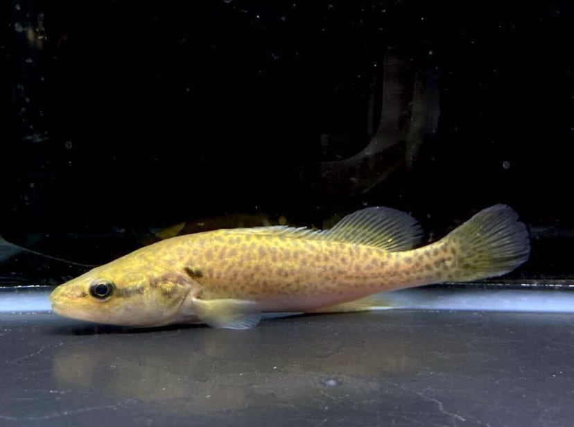 【特定外来生物指定されました！】今が買い時！マーレーコッド約20cm! 89f7a35d1eb8e39e320cbb310b2bf7