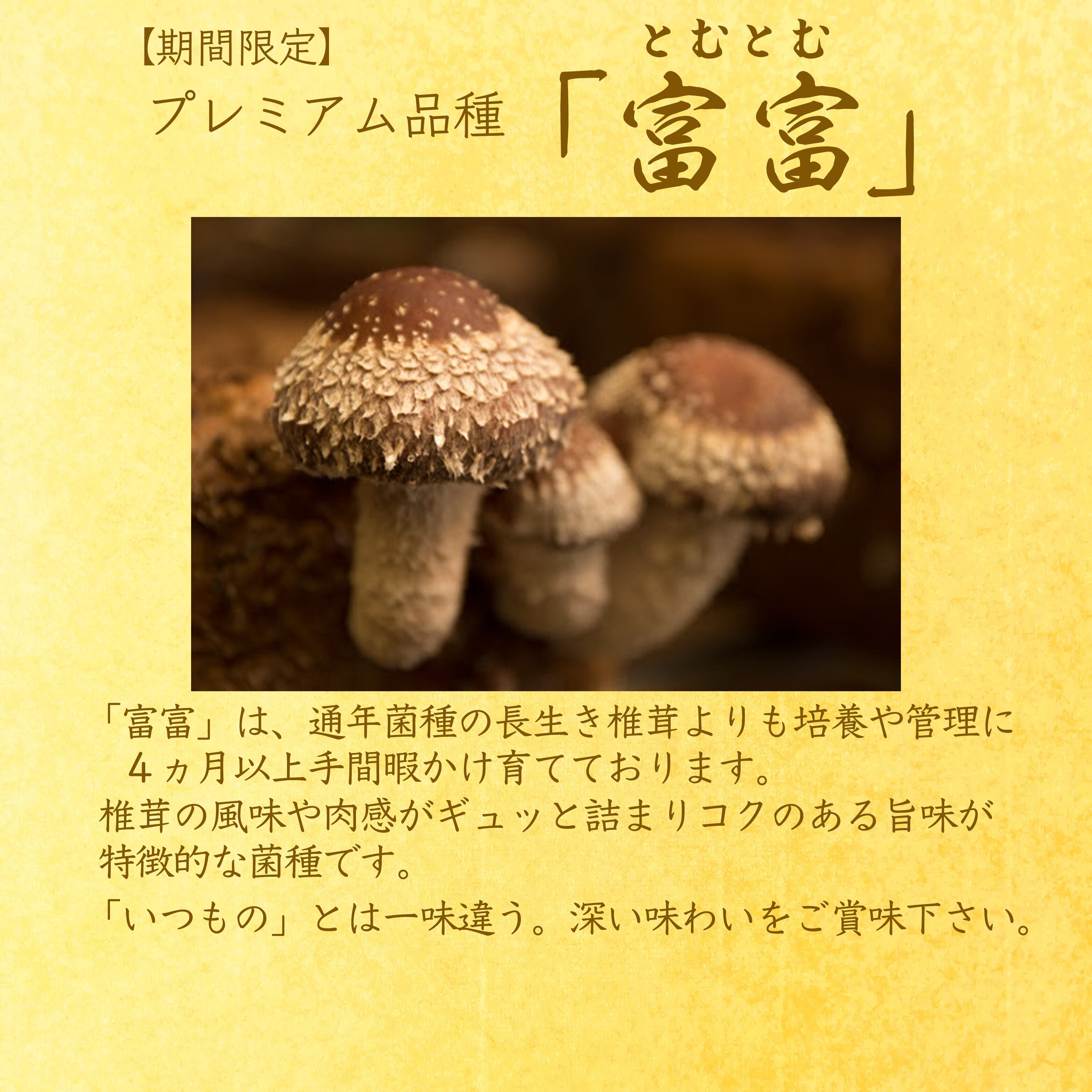 プレミアム菌種】富富椎茸（ステーキ）500g | 佐倉きのこ園ネットショップ