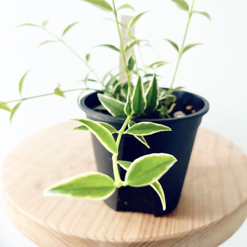 ホヤ セブンスター バリエガータ 耐暑性◎ 耐乾性◎ Sサイズ 観葉植物 calm cafe