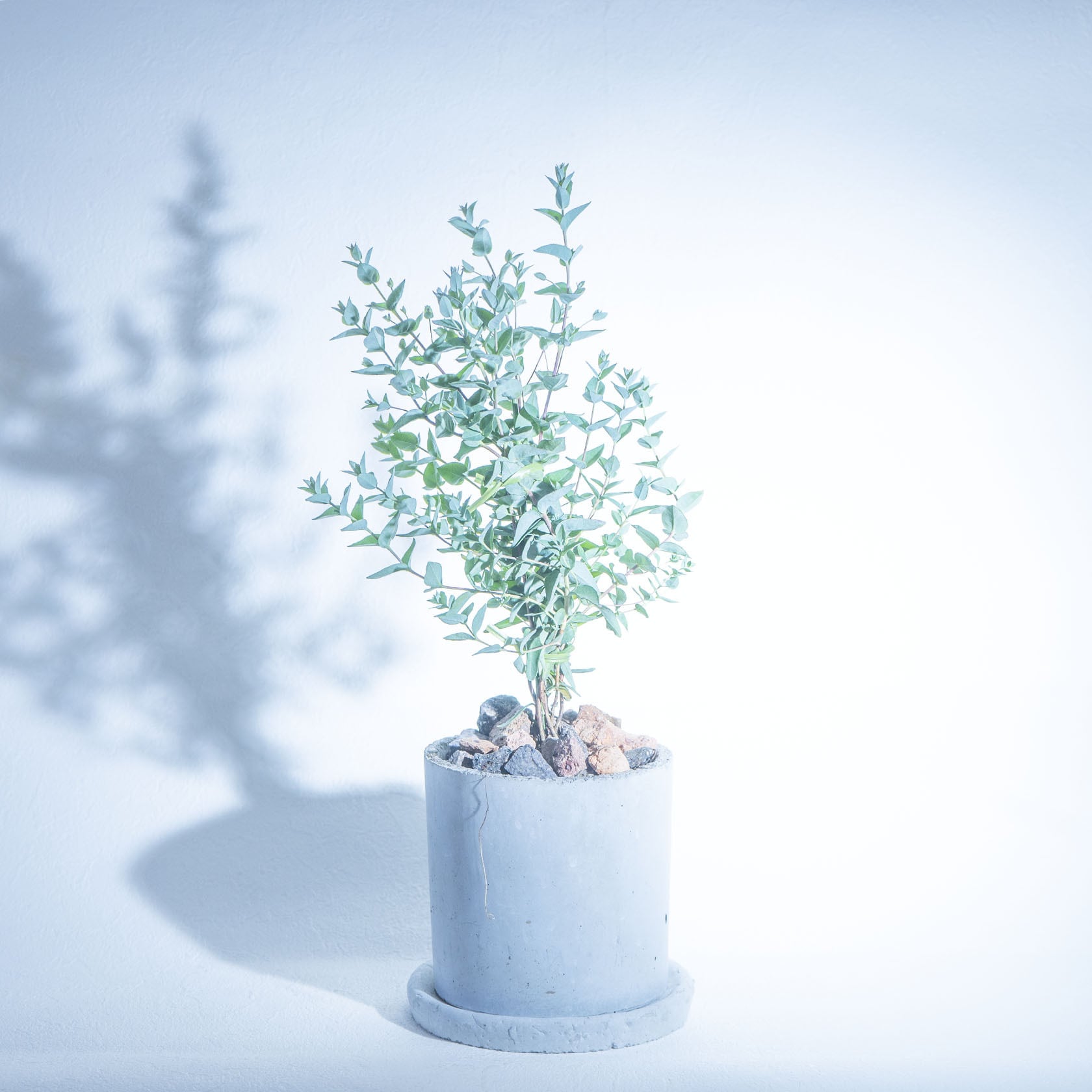 送料無料／【観葉植物】べランダで育てるユーカリ・ムーンラグーンの