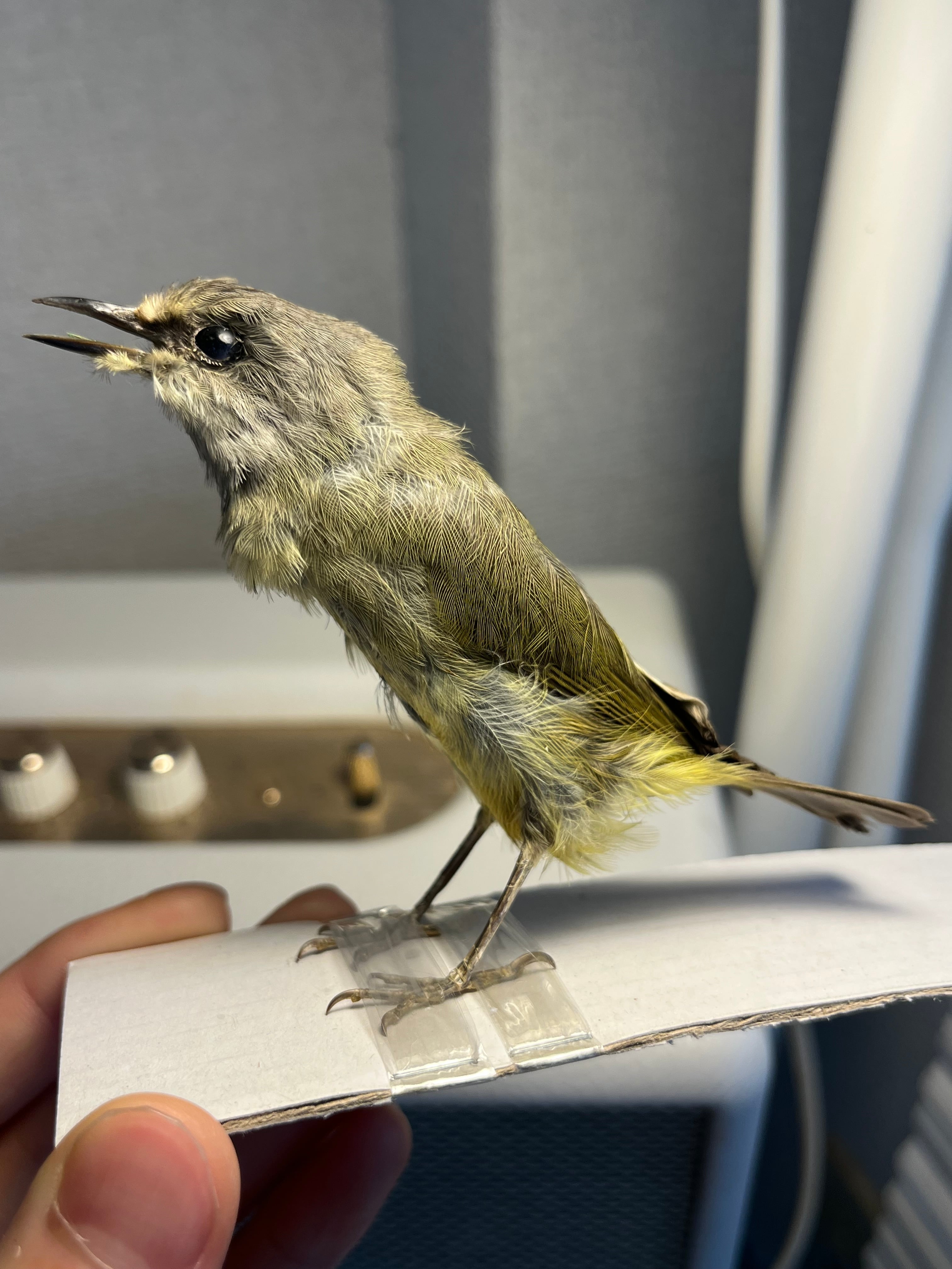 【鳥剥製】コウヨウジャク 標本 streaked weaver 鳥剥製】コウヨウジャク 標本 streaked weaver - メルカリ