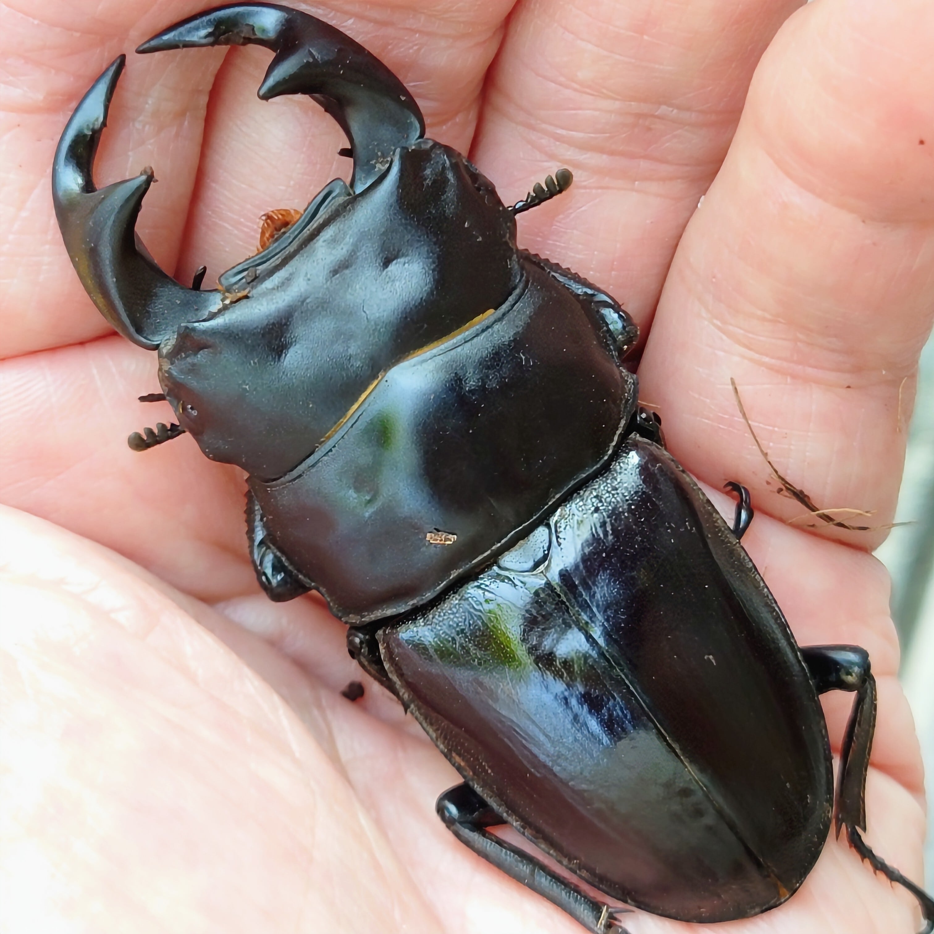 3 マダガスカルのとても珍しい虹色タマムシ（♀） | PAY ID