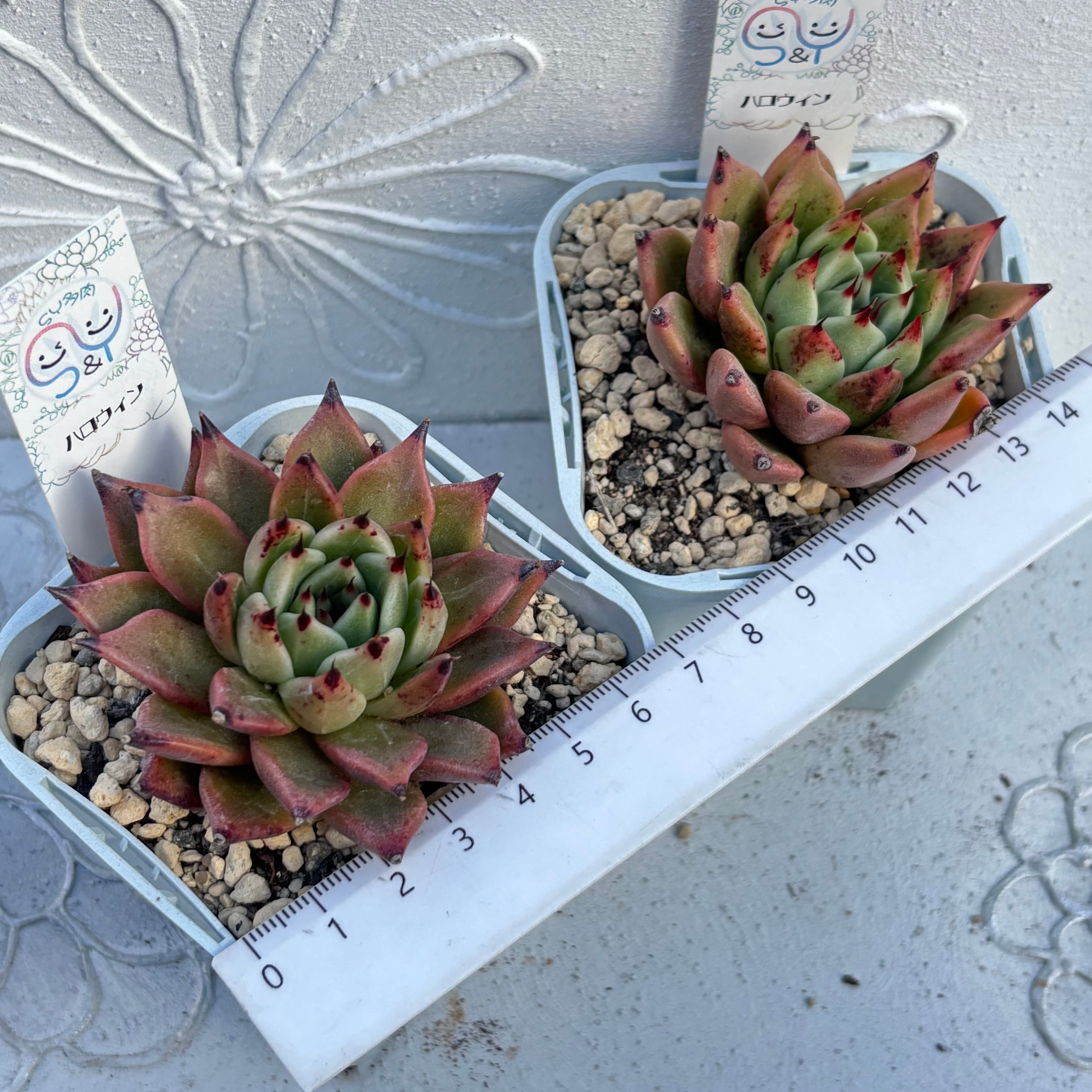 多肉植物 中国苗 韓国苗 販売ショップ SY多肉