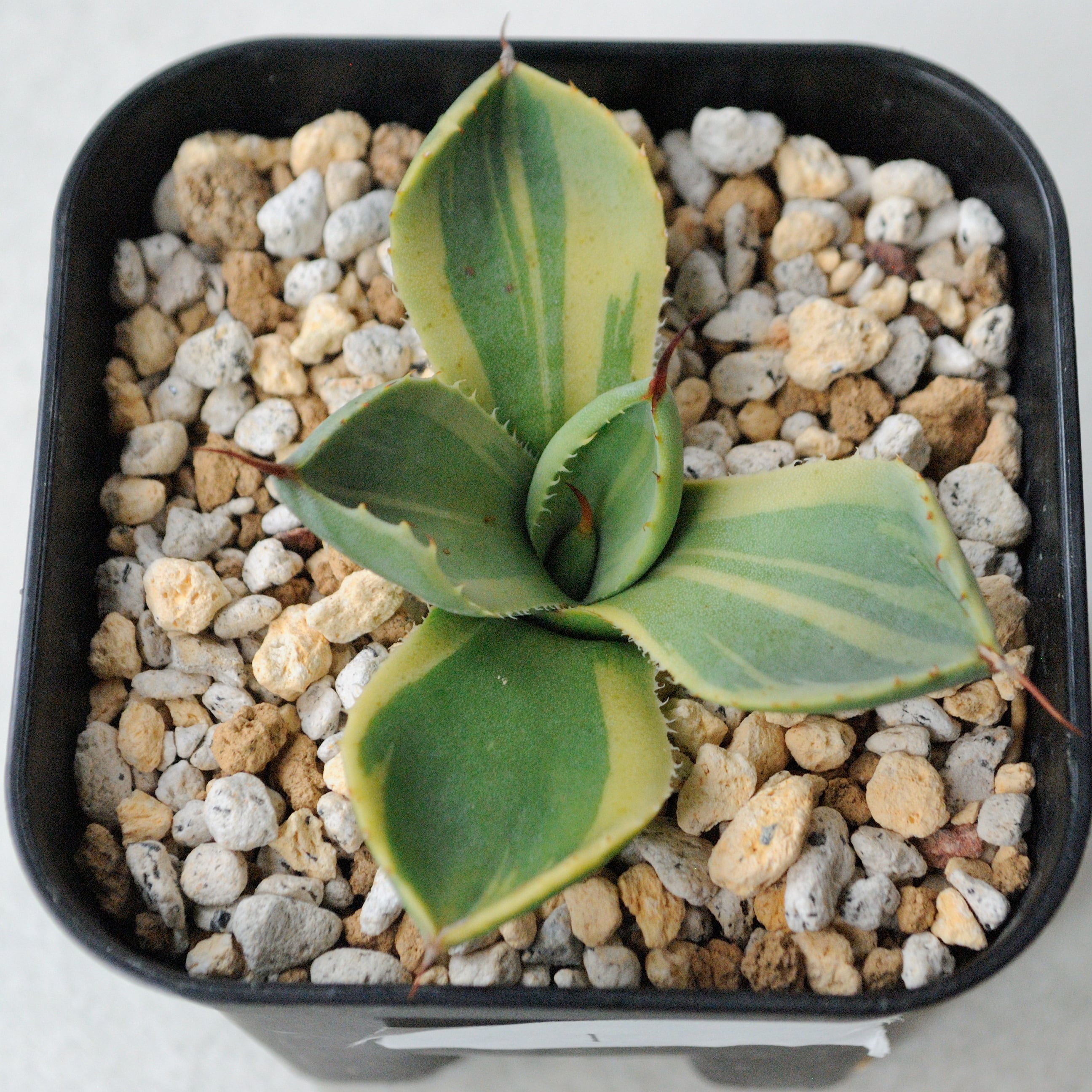 アガベ パリー トランカータ ライムストリーク No.1