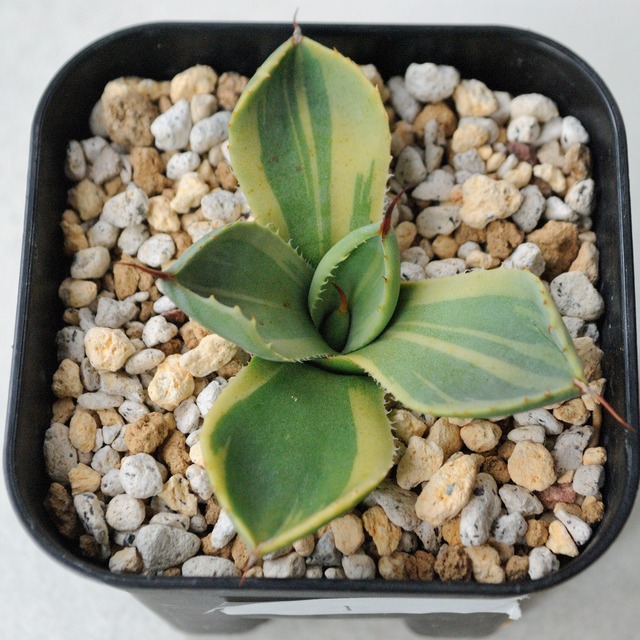 アガベ パリー トランカータ ライムストリーク No.1