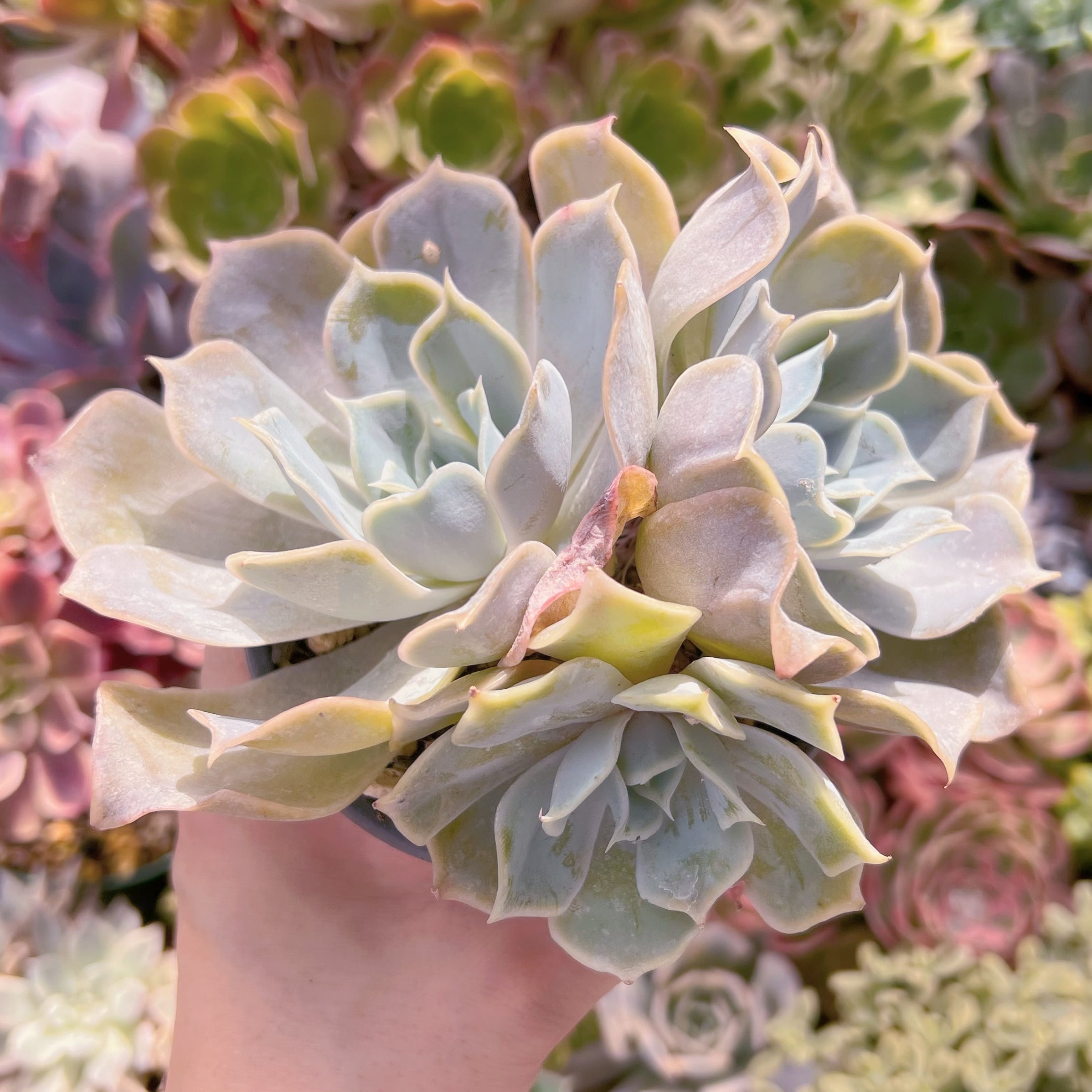 現物　クジラ3頭#702　るる農園