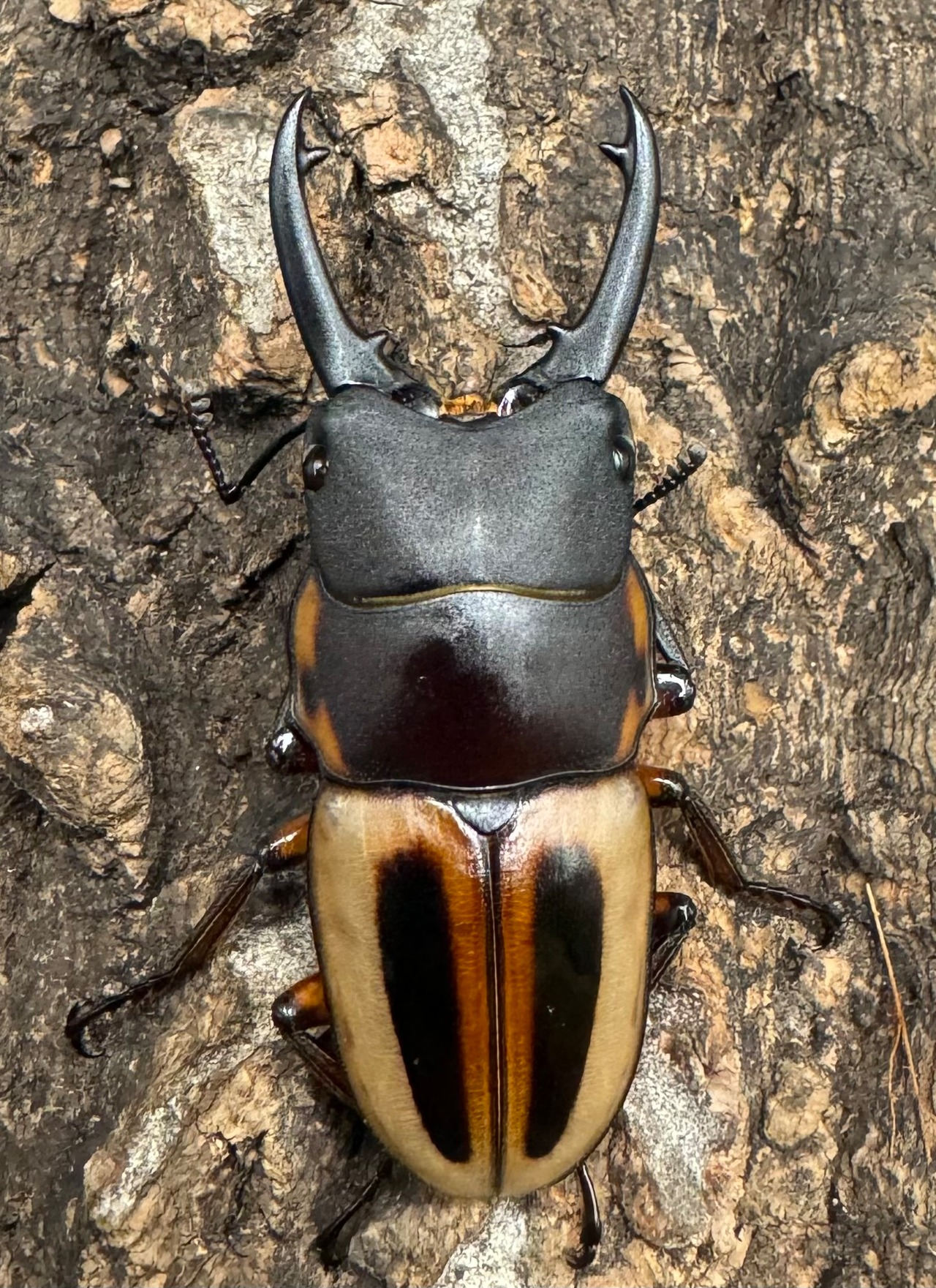 《ラテラリスノコギリ亜種マイリーン 44mm ♂単》