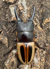 《ラテラリスノコギリ亜種マイリーン 44mm ♂単》