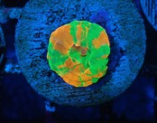 Scolymia Baby BleedingApple 5