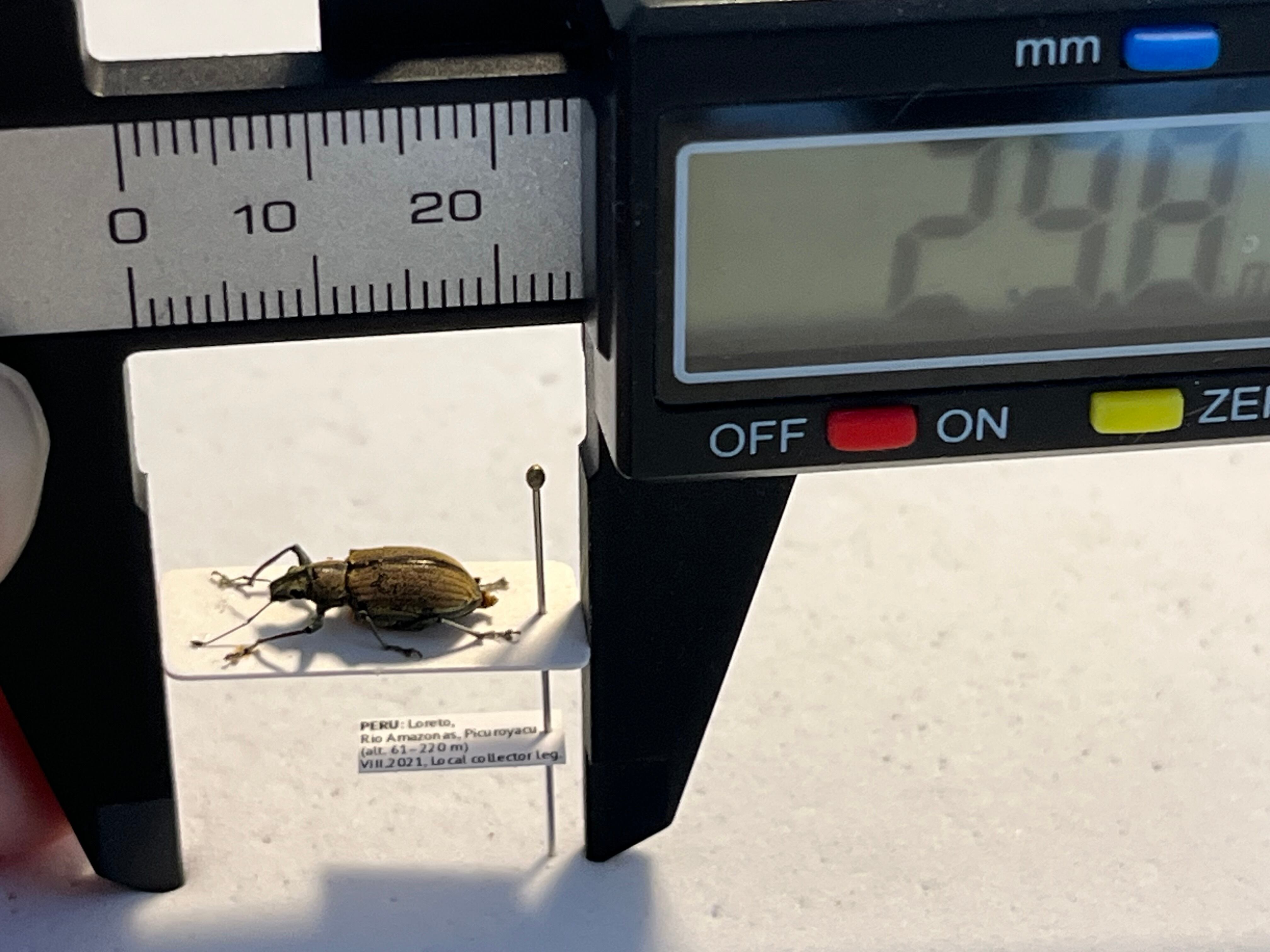 12mm】普通種と思しきクチブトゾウムシの一種 標本ゴミムシダマシ