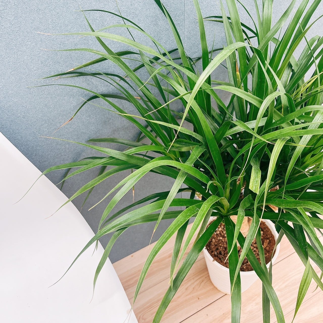 現品］【希少】ドラセナ カンボジアーナ 観葉植物 レア 幸福の木 鉢