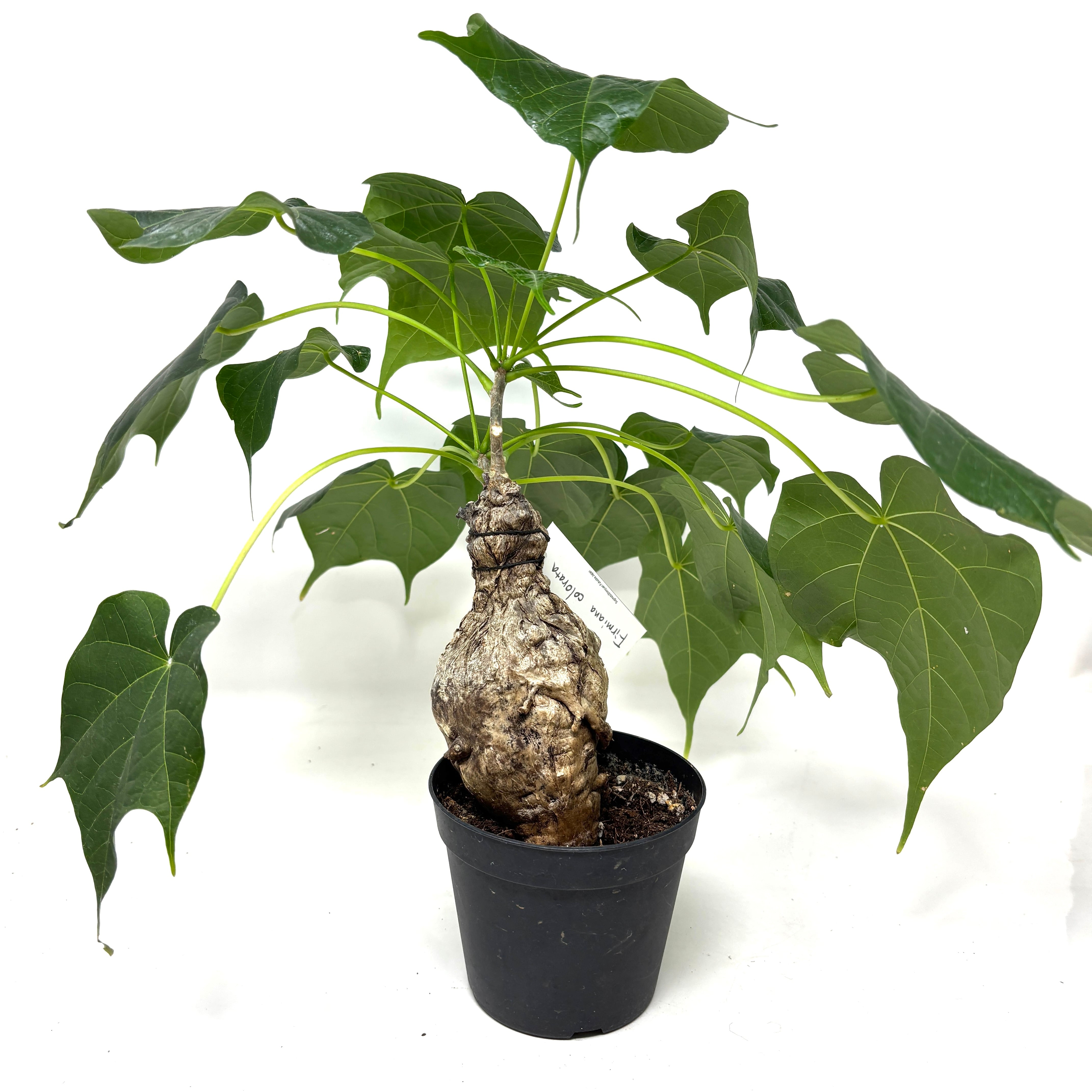 ●現地球 大株 希少 Firmiana colorataファルミアナ コロラータ ○現地球 大株 希少 Firmiana colorataファルミアナ コロラータ