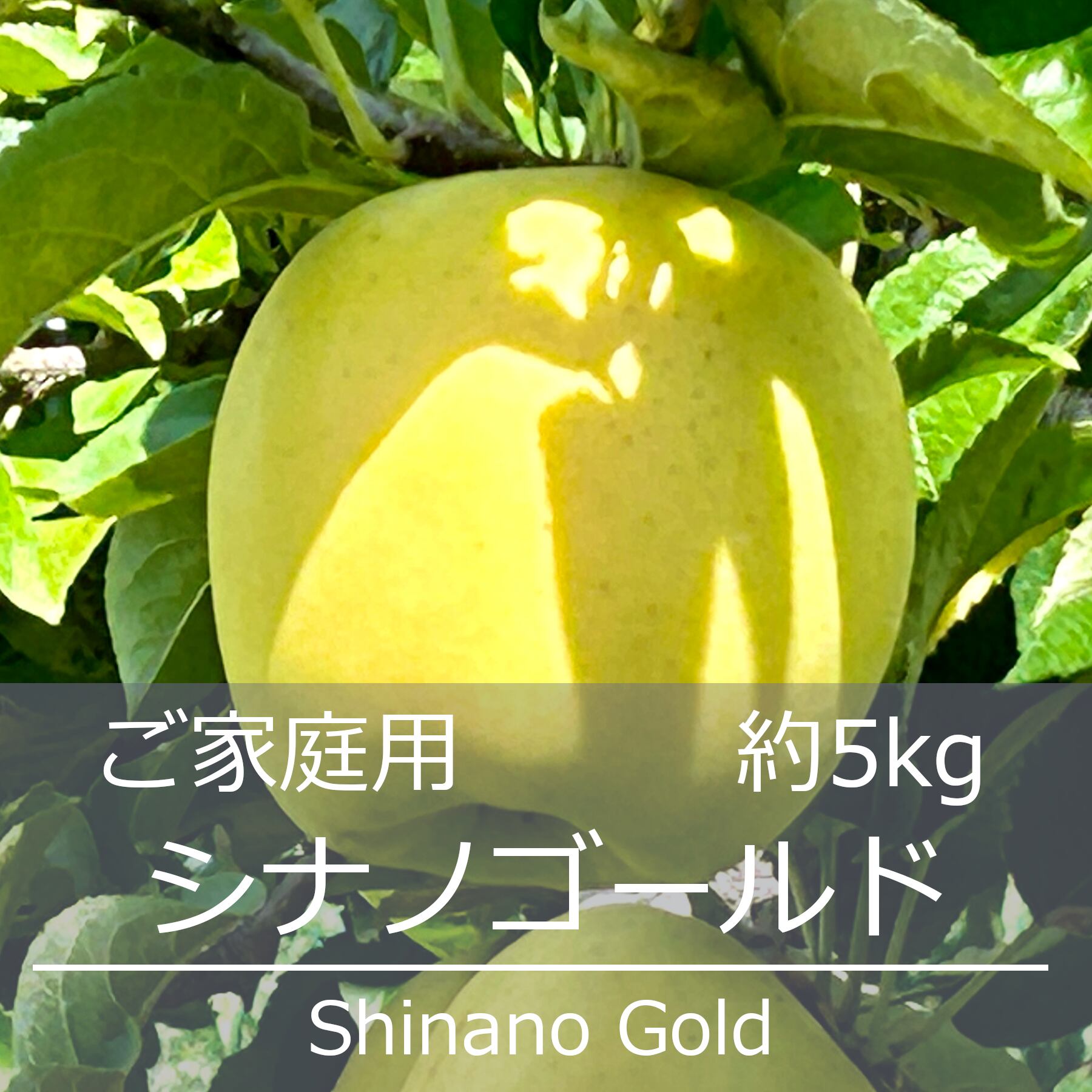 シナノゴールド ご家庭用 約5kg | 信州中野 荻原農園
