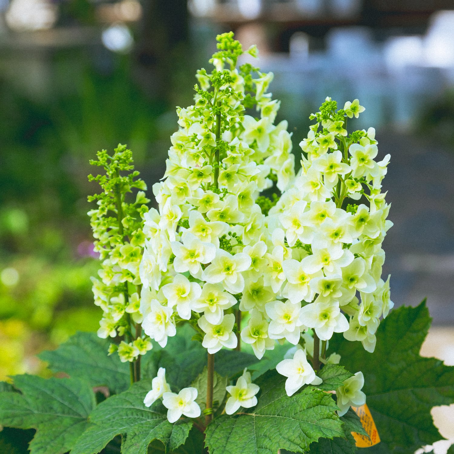 カシワバアジサイ○柏葉紫陽花 ハイドランジア ハイドランジャ