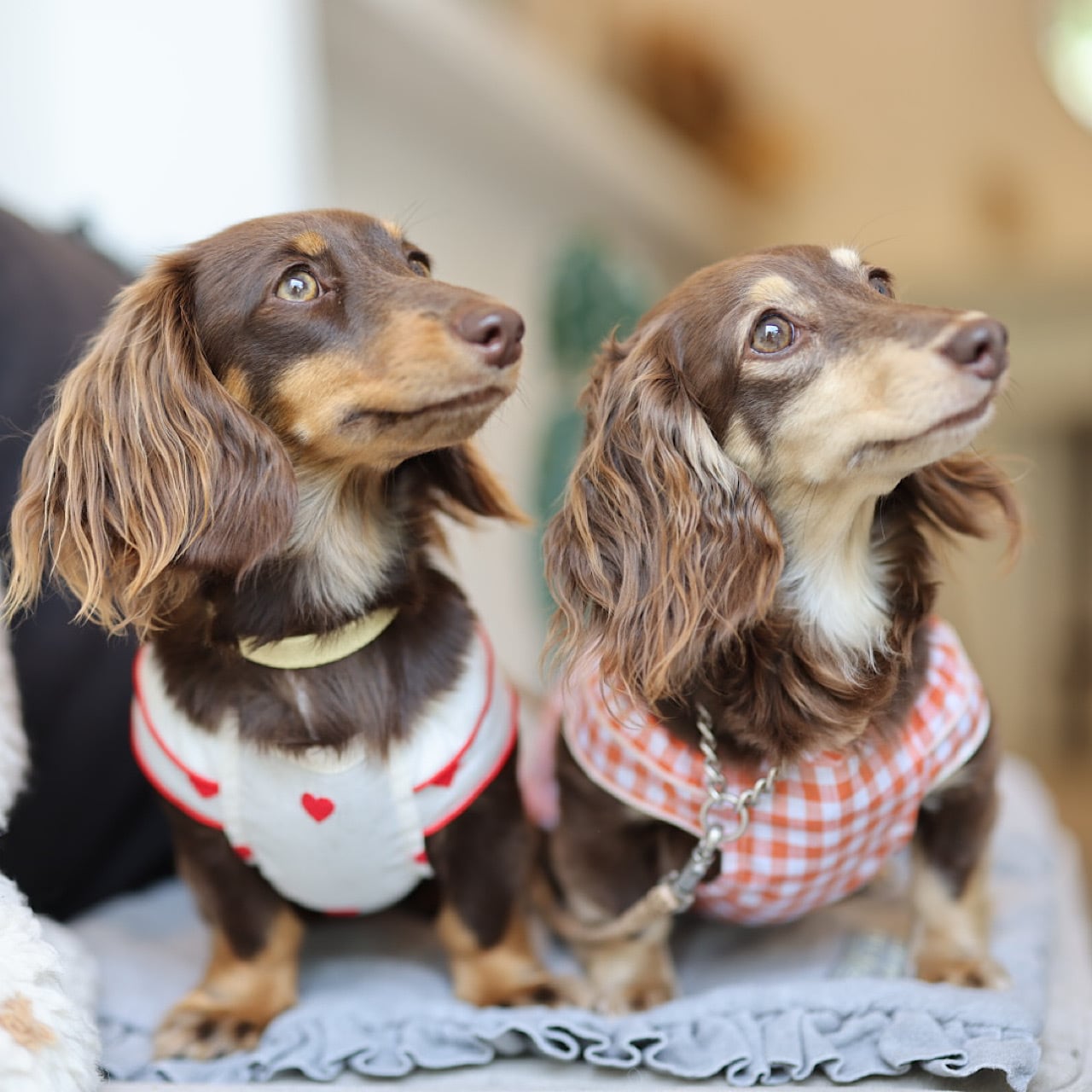 シャーリングスモックワンピ (ギンガムチェック） | カニンヘン