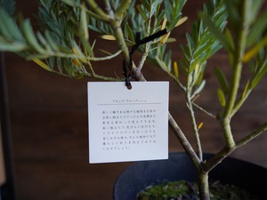 【現物】アカシア　”ブルーブッシュ”　B