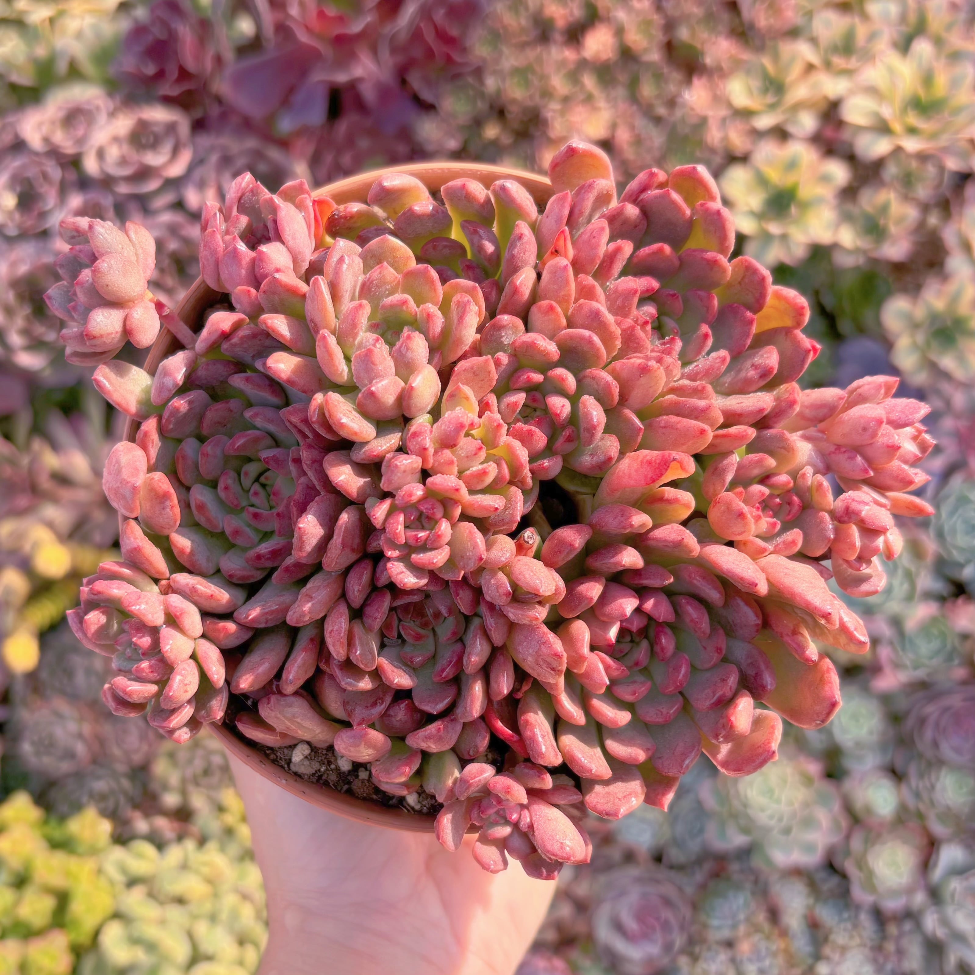 現品　ピンクルルビー#D01　大群生　美苗　 新入荷　るる農園