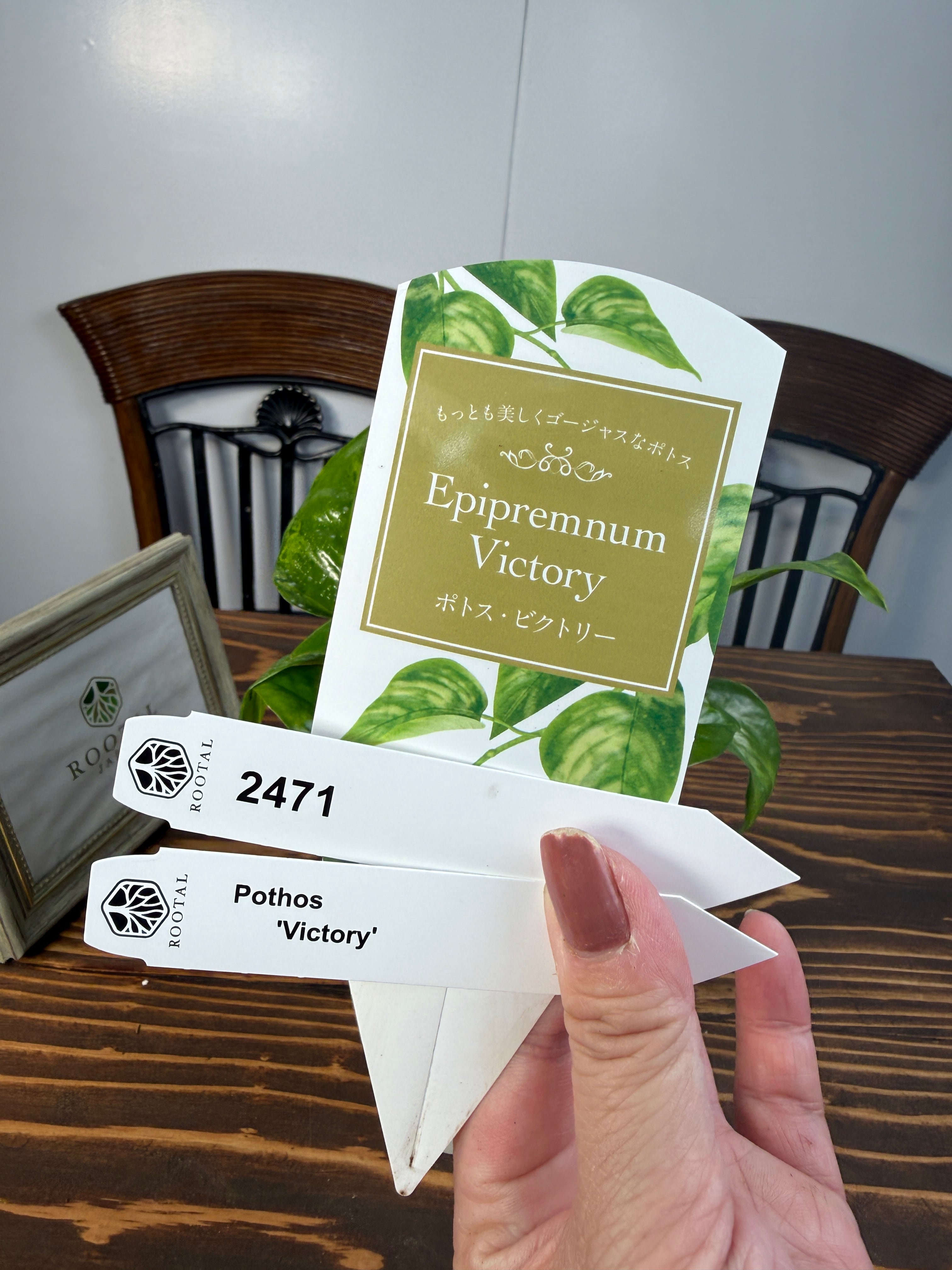 ★2471【独占販売!迷彩ポトス】ポトス ビクトリー(3号ポット)