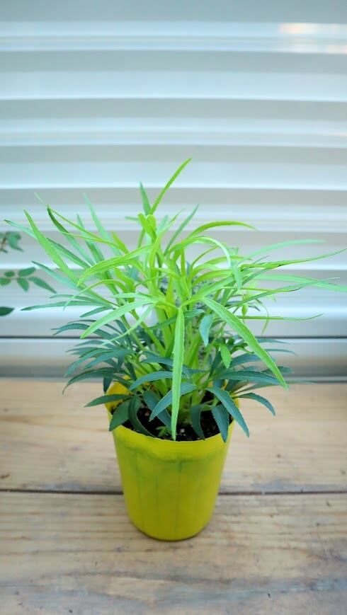 ☆希少☆ アジュガ 『アークティックフォックス』 3寸 苗