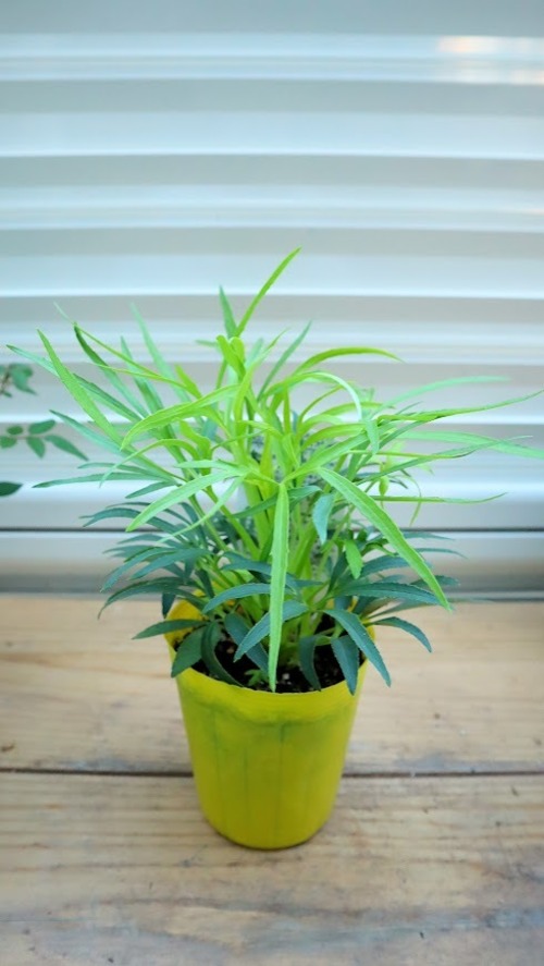 松村ナーセリーさん　カラーリーフ　クリスマスローズ　フェチダス　『ゴールドブリオン』　3.5号ロングポット