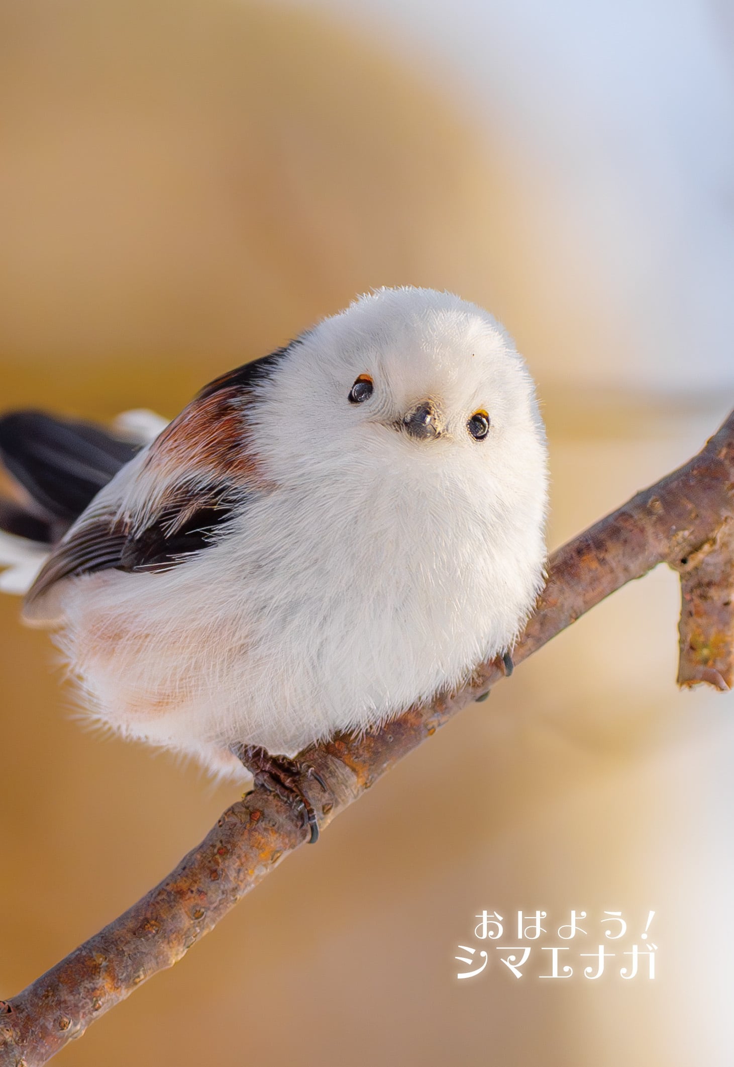 8a05deb21bcafeabcc0e84c3dbaf2f