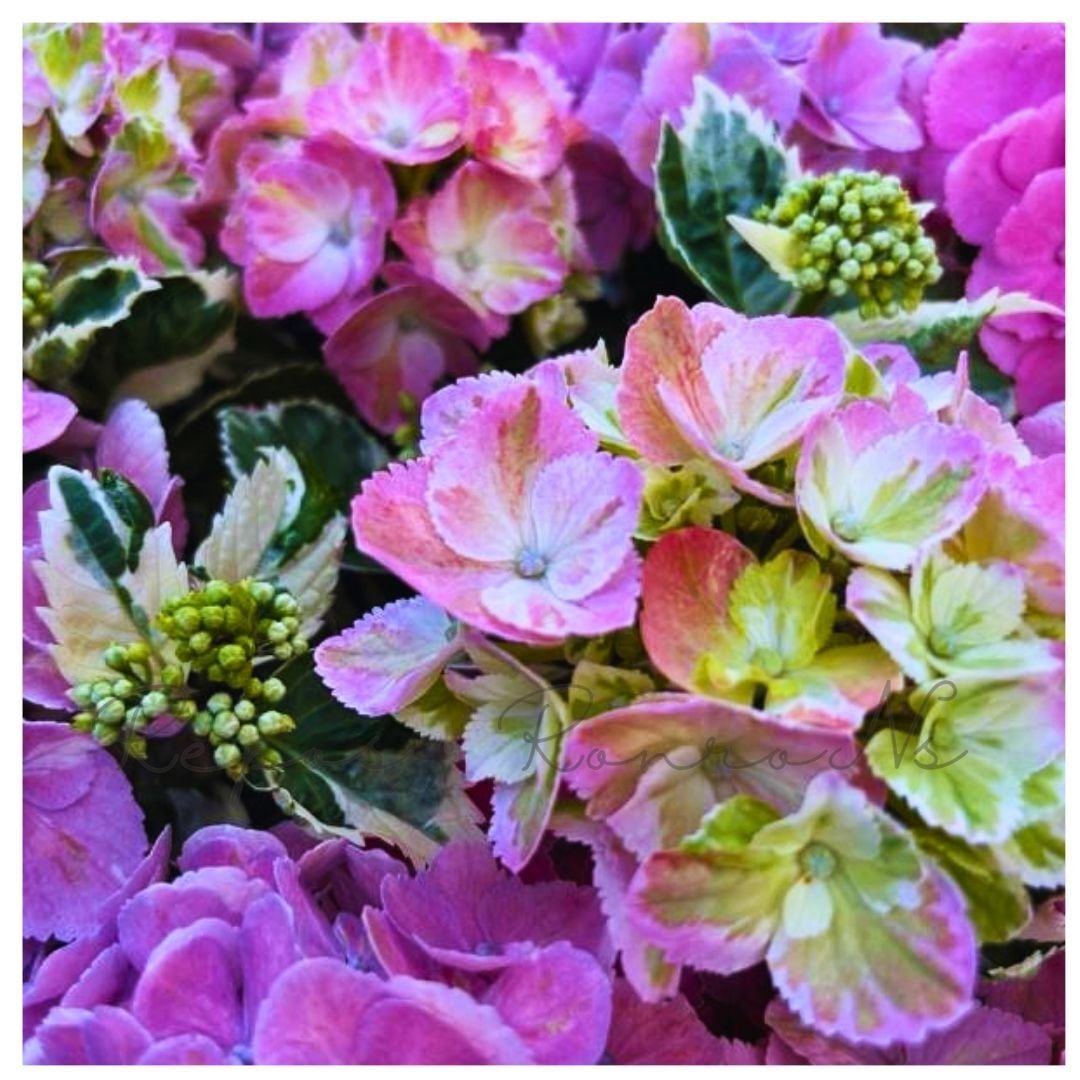 アジサイ：スパイスNO.3（3号）斑入り 紫陽花 カラフルランジア 大栄
