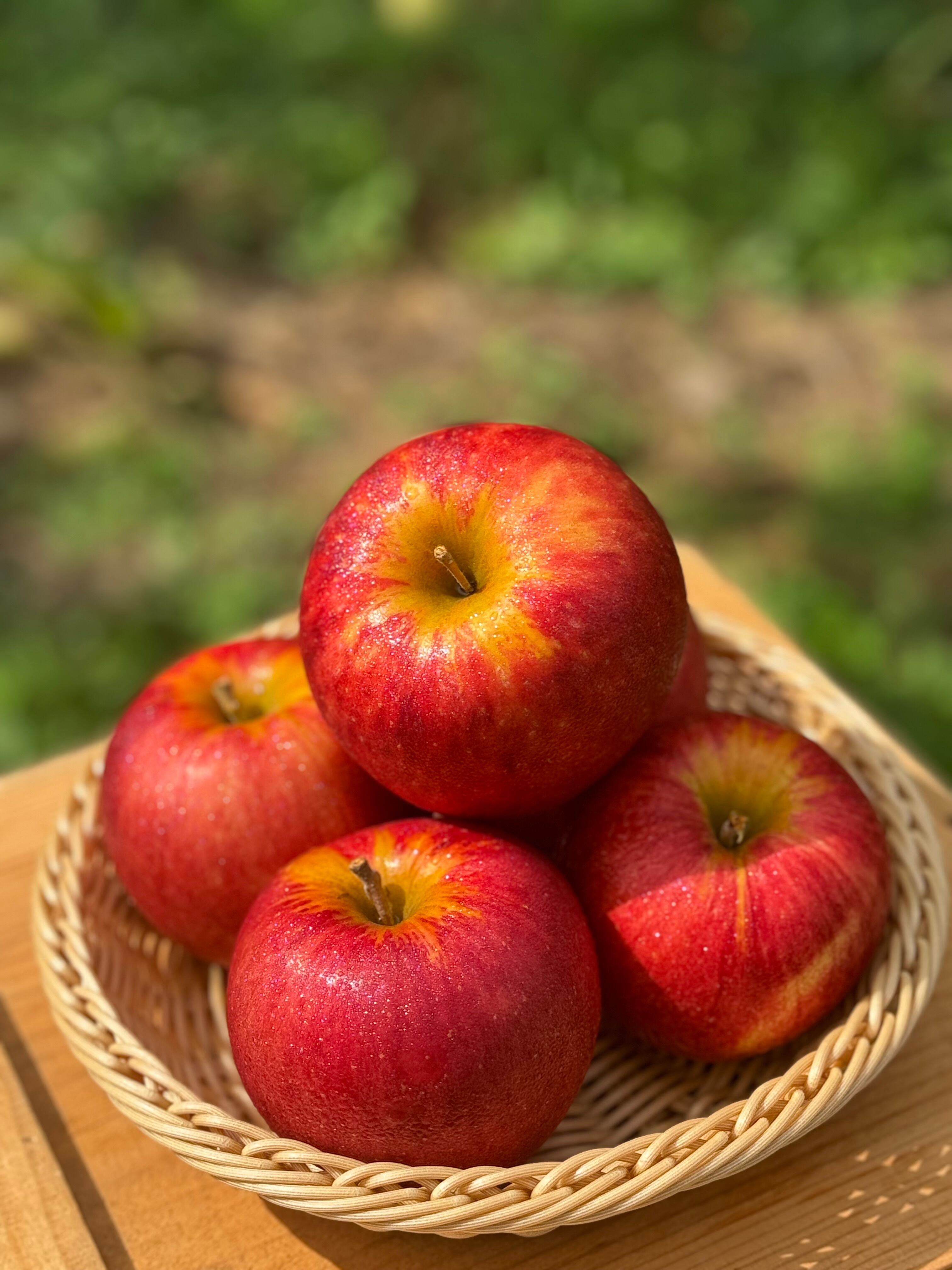 葉取らずつがる家庭用　2kg