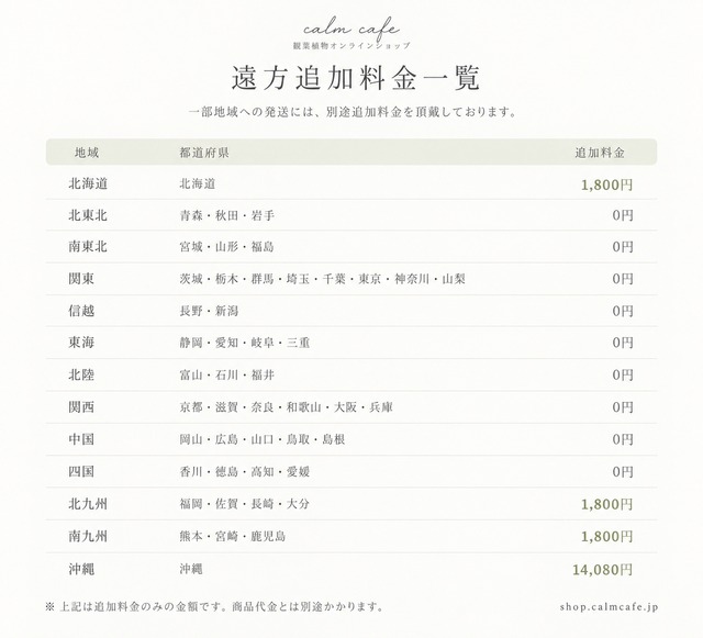 フィカス ストリクタ 10号鉢