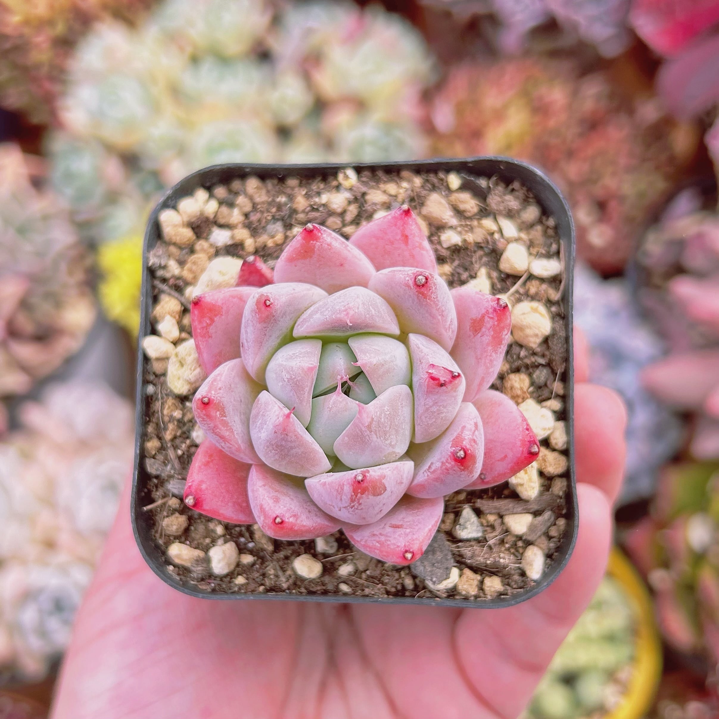 #238現物　多肉植物　cuties   抜き苗