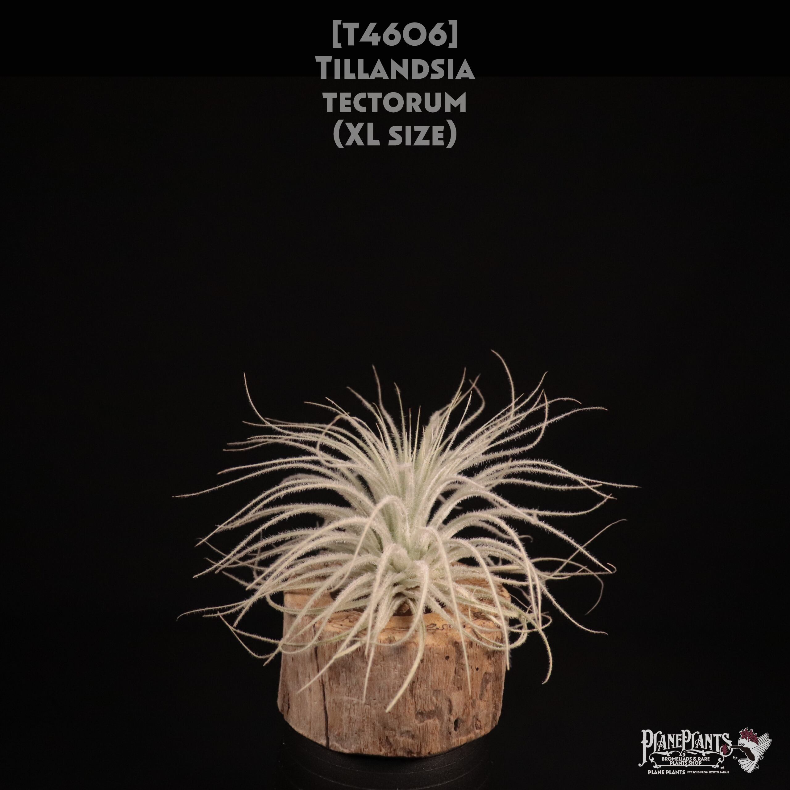 【送料無料】tectorum XL〔エアプランツ〕現品発送T4606