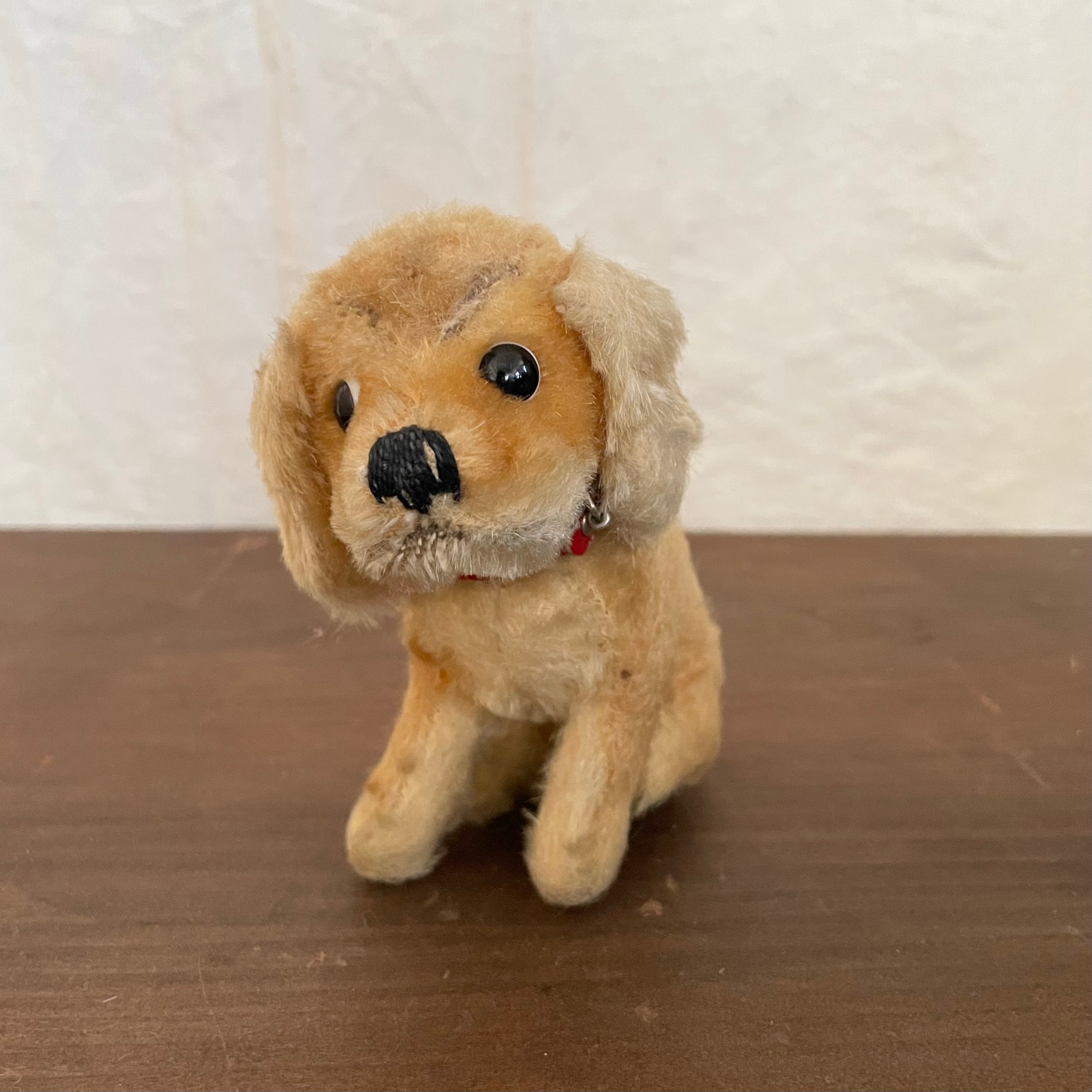 何か言いたげなこいぬ