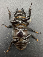 《ホペイオオクワガタ SL血統 73mm ペア》