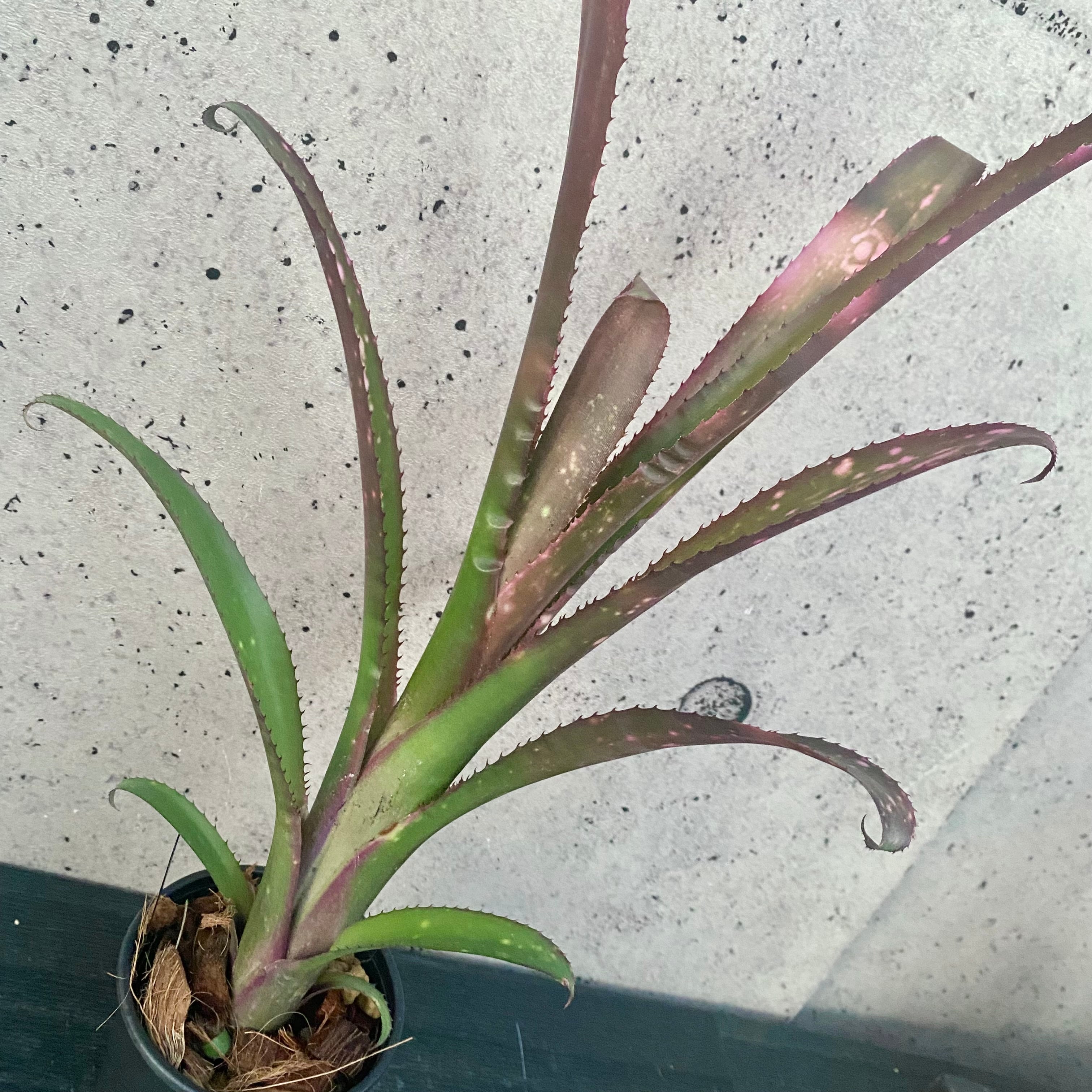 タンクブロメリア | Planet Plants プラネットプランツ