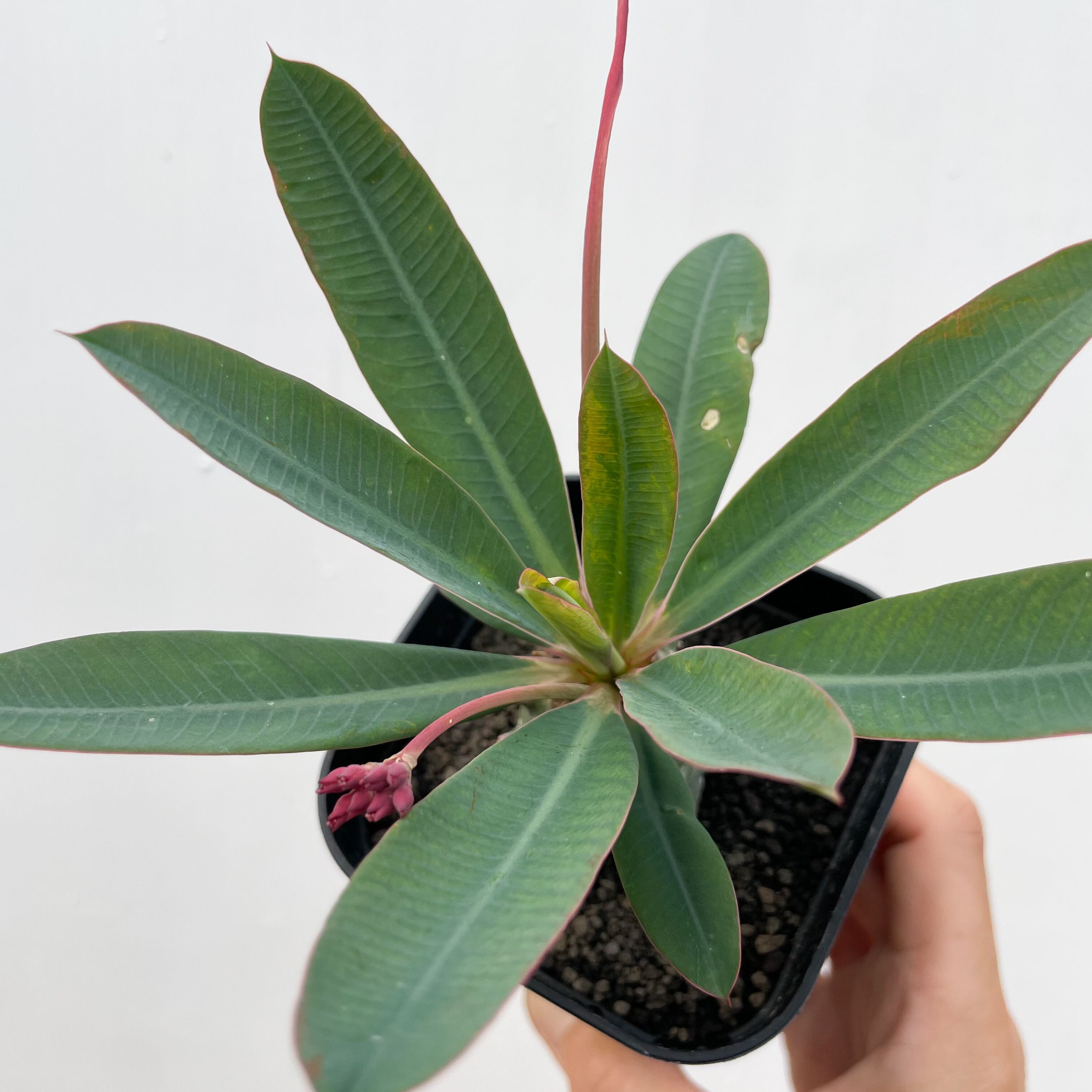 Euphorbia pachypodioides【ユーフォルビア・パキポディオイデス