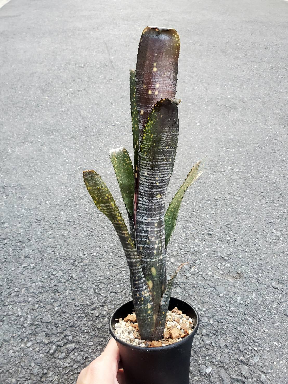 Billbergia Obi-Wan 【artPLANTs】Billbergia/ビルベルギア/タンク 