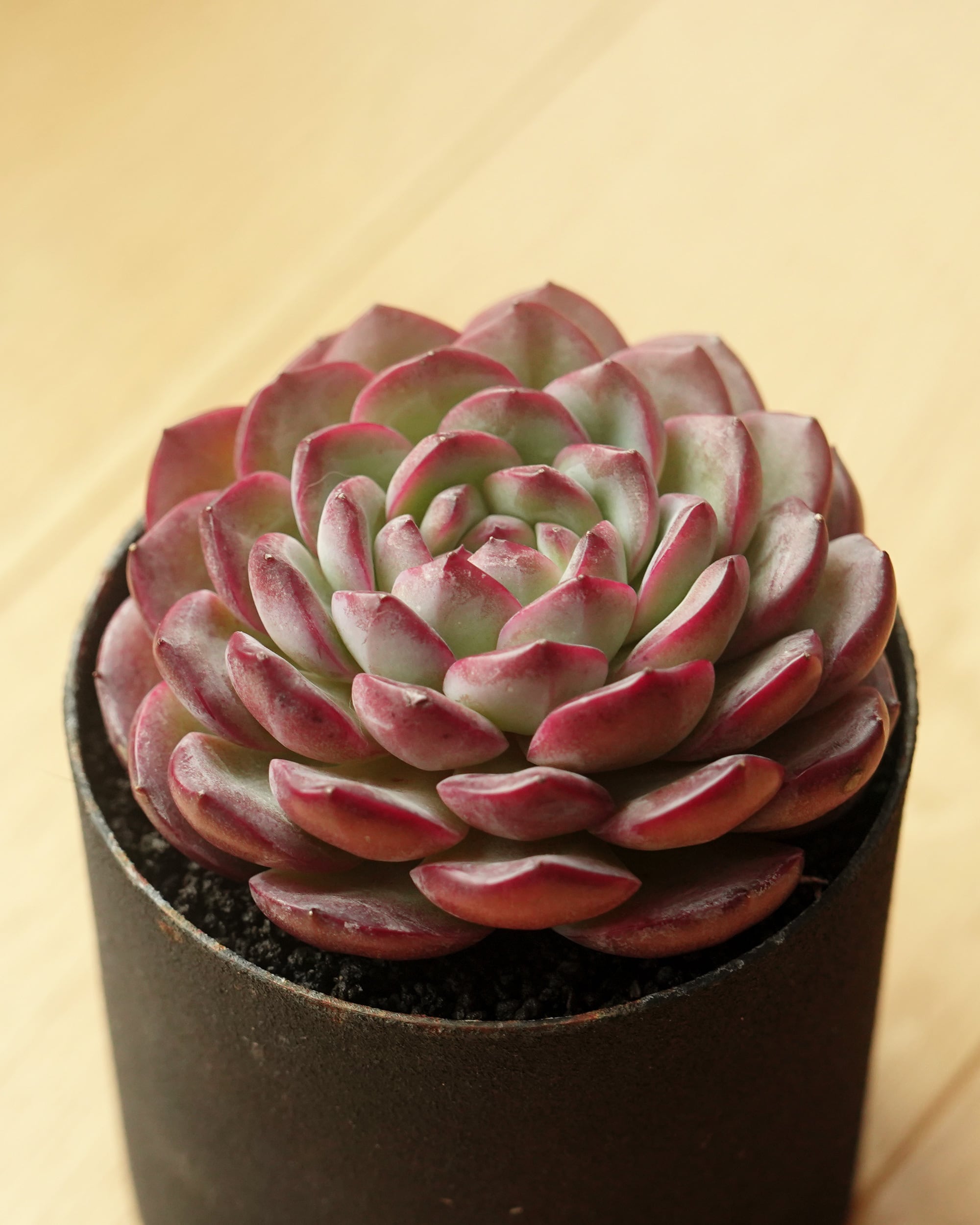 抜き苗 パリー トルンカータ オリザバ Agave parryi var.truncata