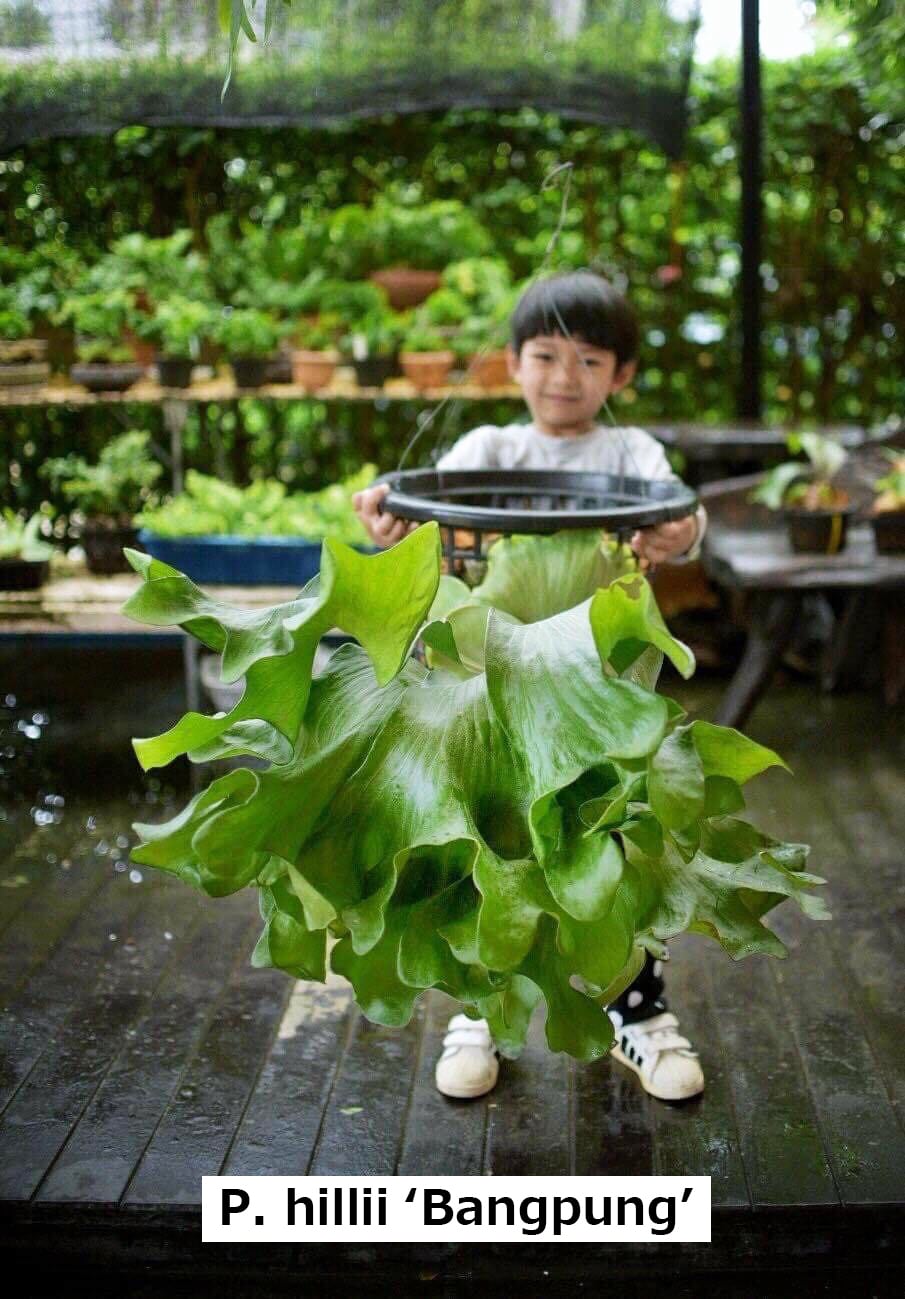 Platycerium_ビカクシダ | vandaka plants