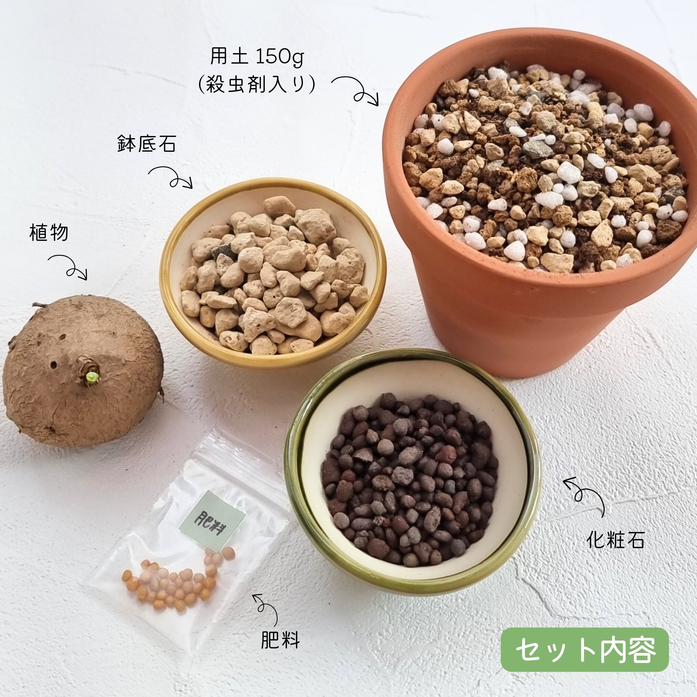 ミニサイズ♡ステファニア エレクタ+栽培セット〛Stephania Erecta