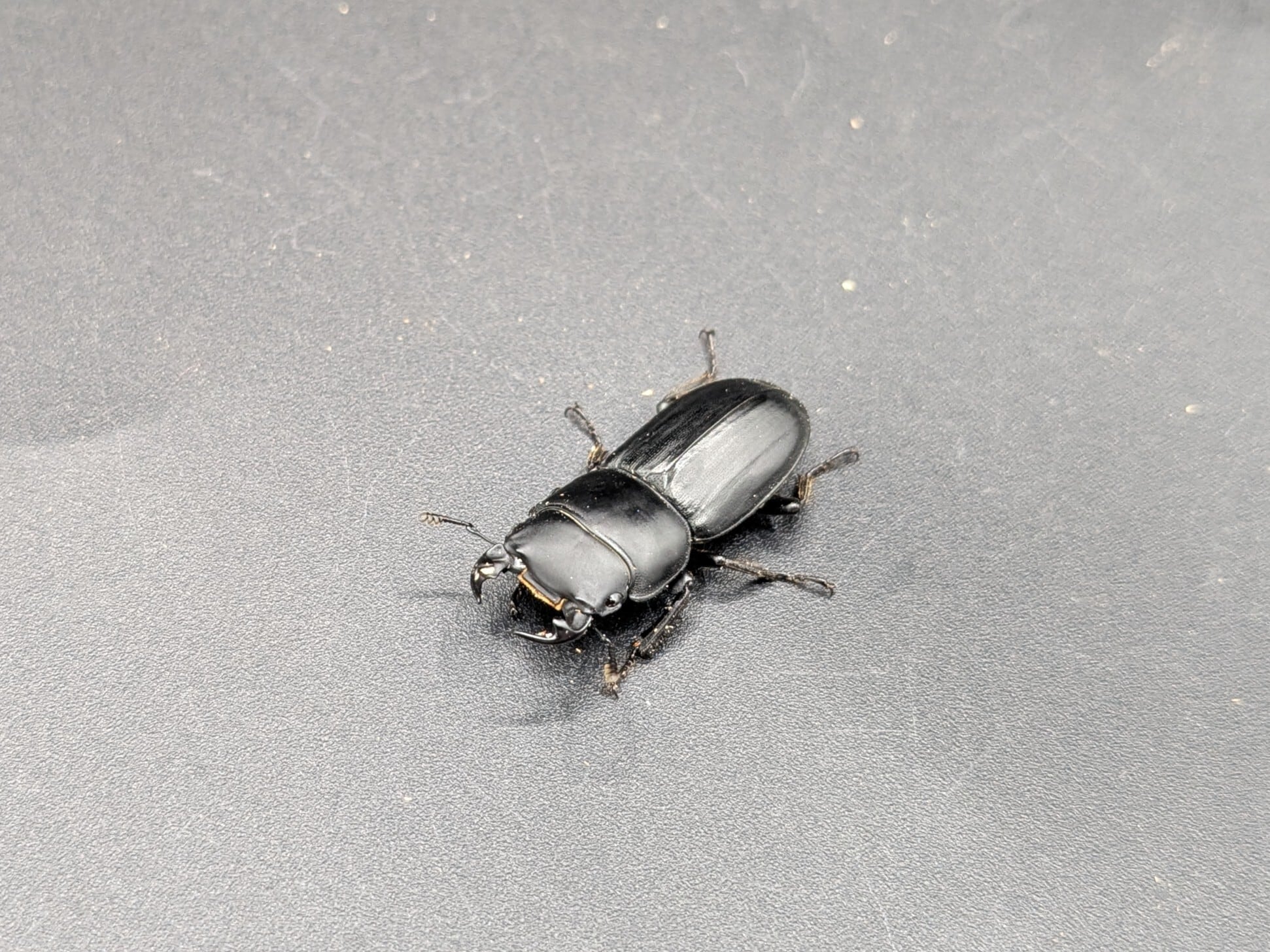 ムシモンオオクワガタ ♂フリーサイズ ♀フリーサイズ