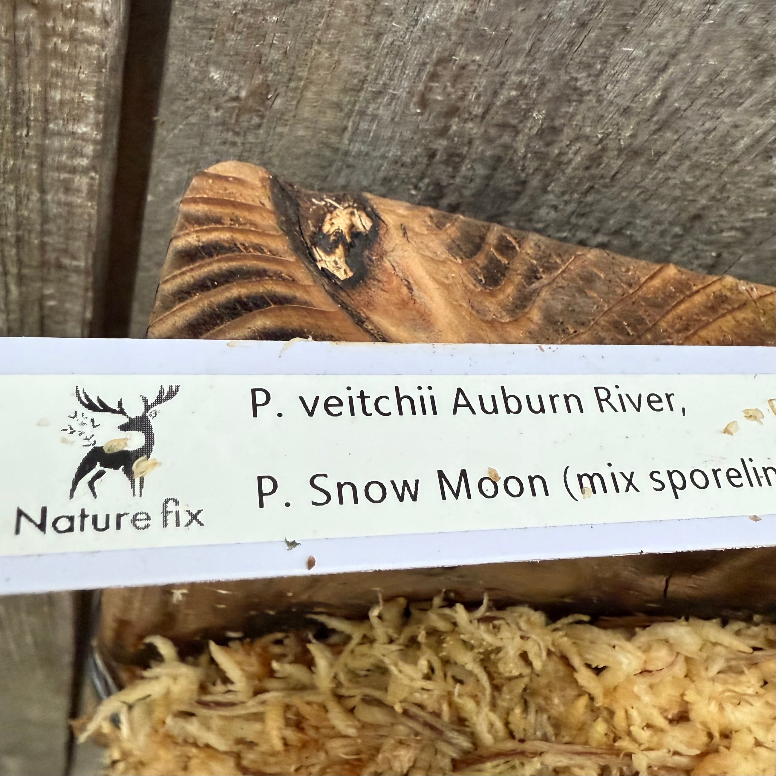 P.veitchii Auburnriver, P.Snowmoon mix sporeling | naturefix