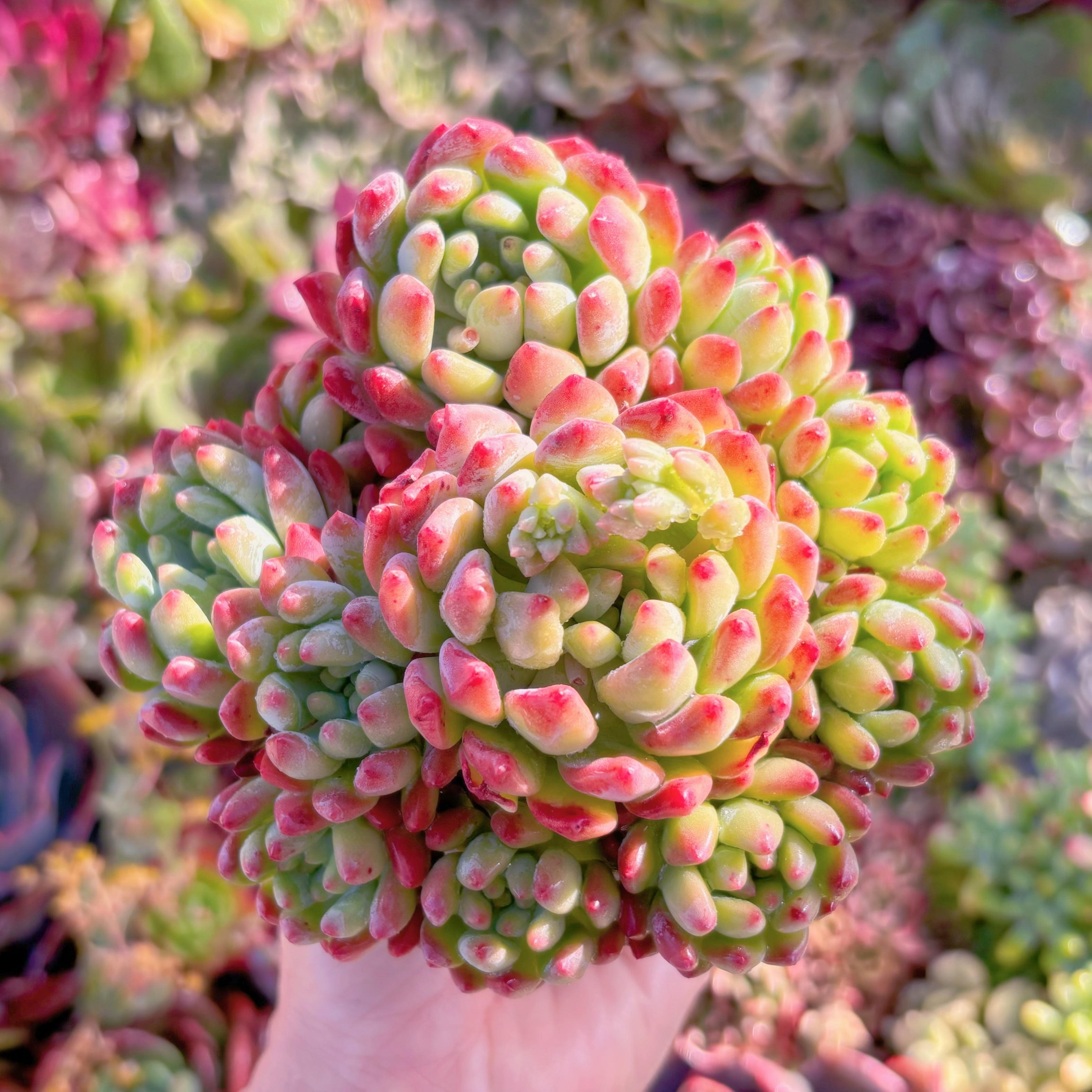 多肉植物　ブルーエルフ　群生　新入荷　るる農園