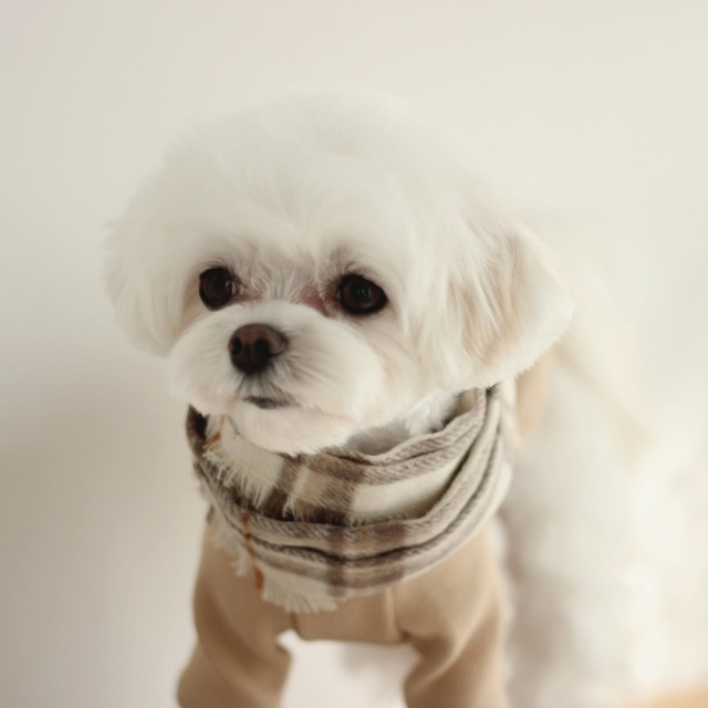 【予約】[eyou]チェック柄マフラー（チョコバニラ）