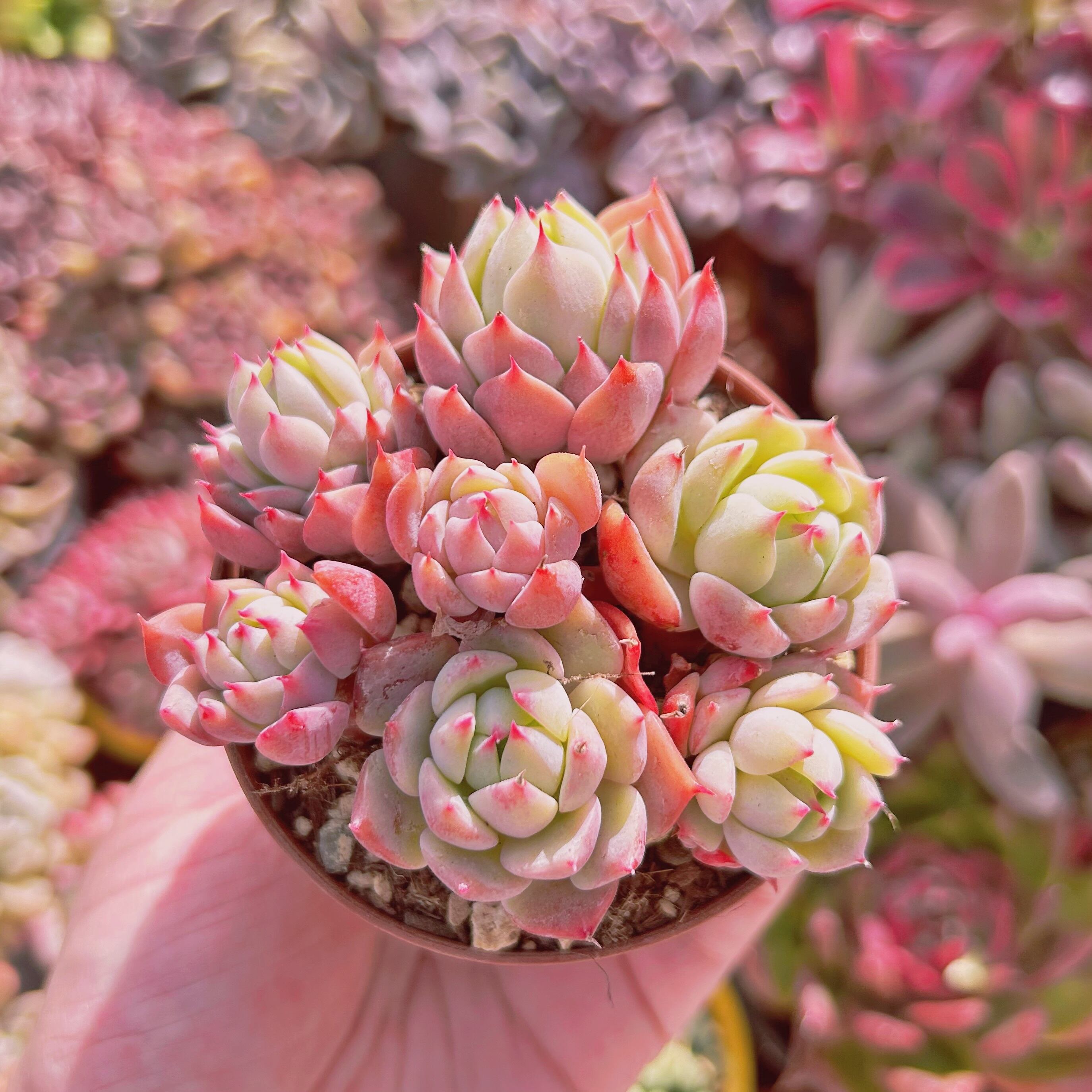 798現物 多肉植物 プリズム 抜き苗 | るる農園~多肉植物専門