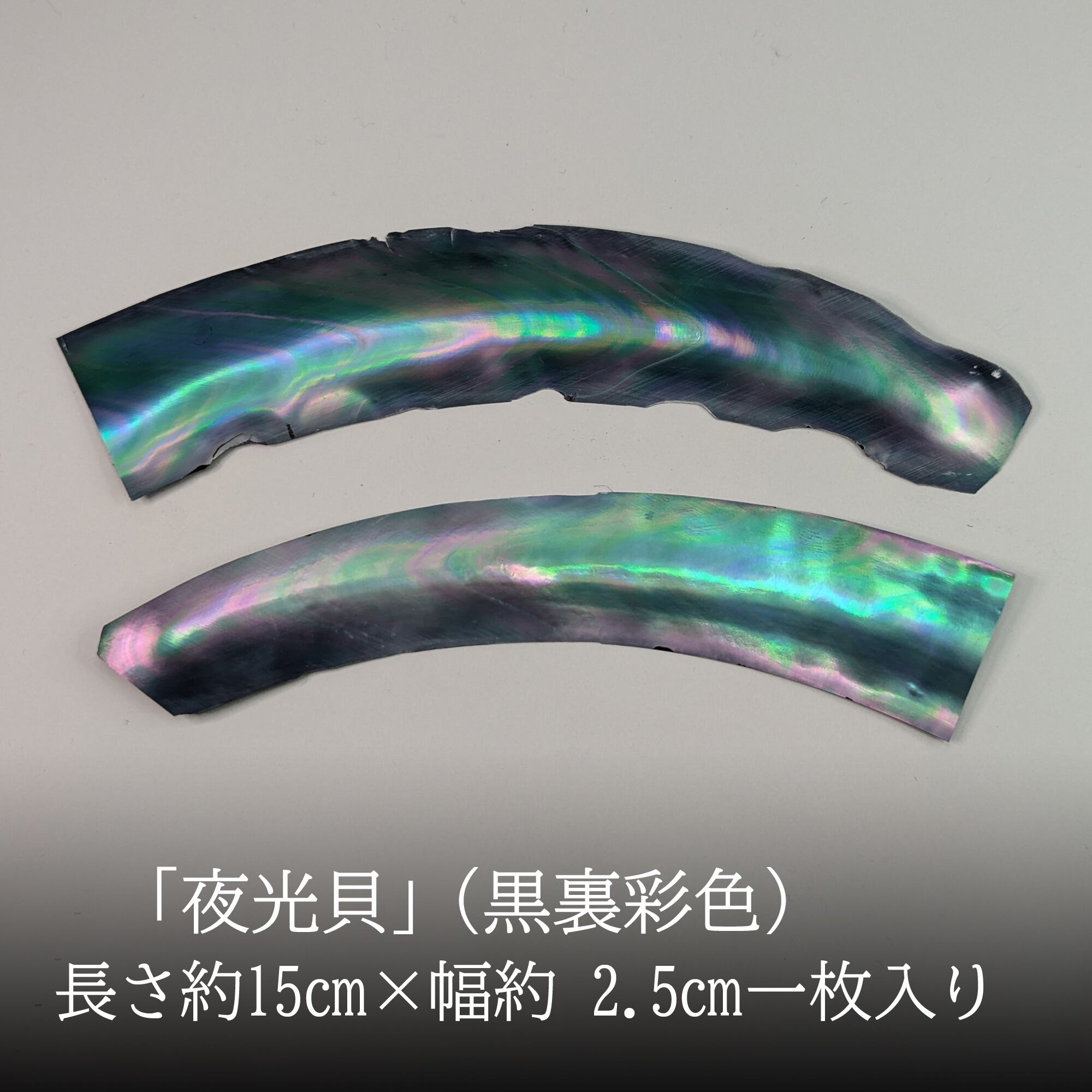 夜光貝」螺鈿細工用の薄貝（長さ約15㎝）小1枚 | 華うるし