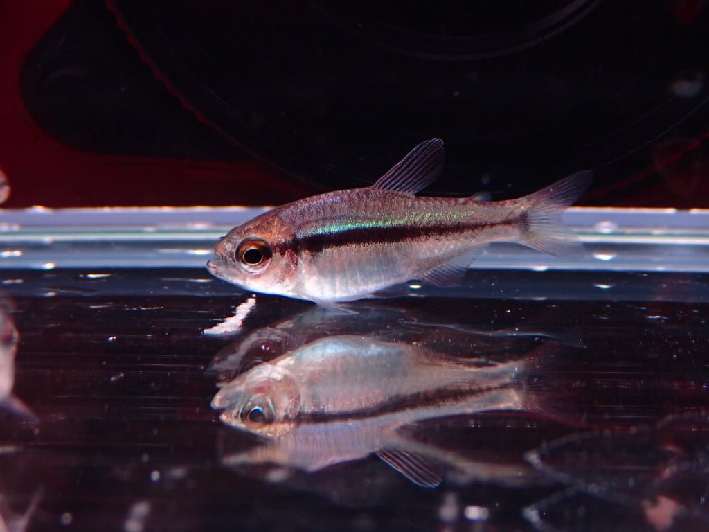 ブルーリボンテトラ