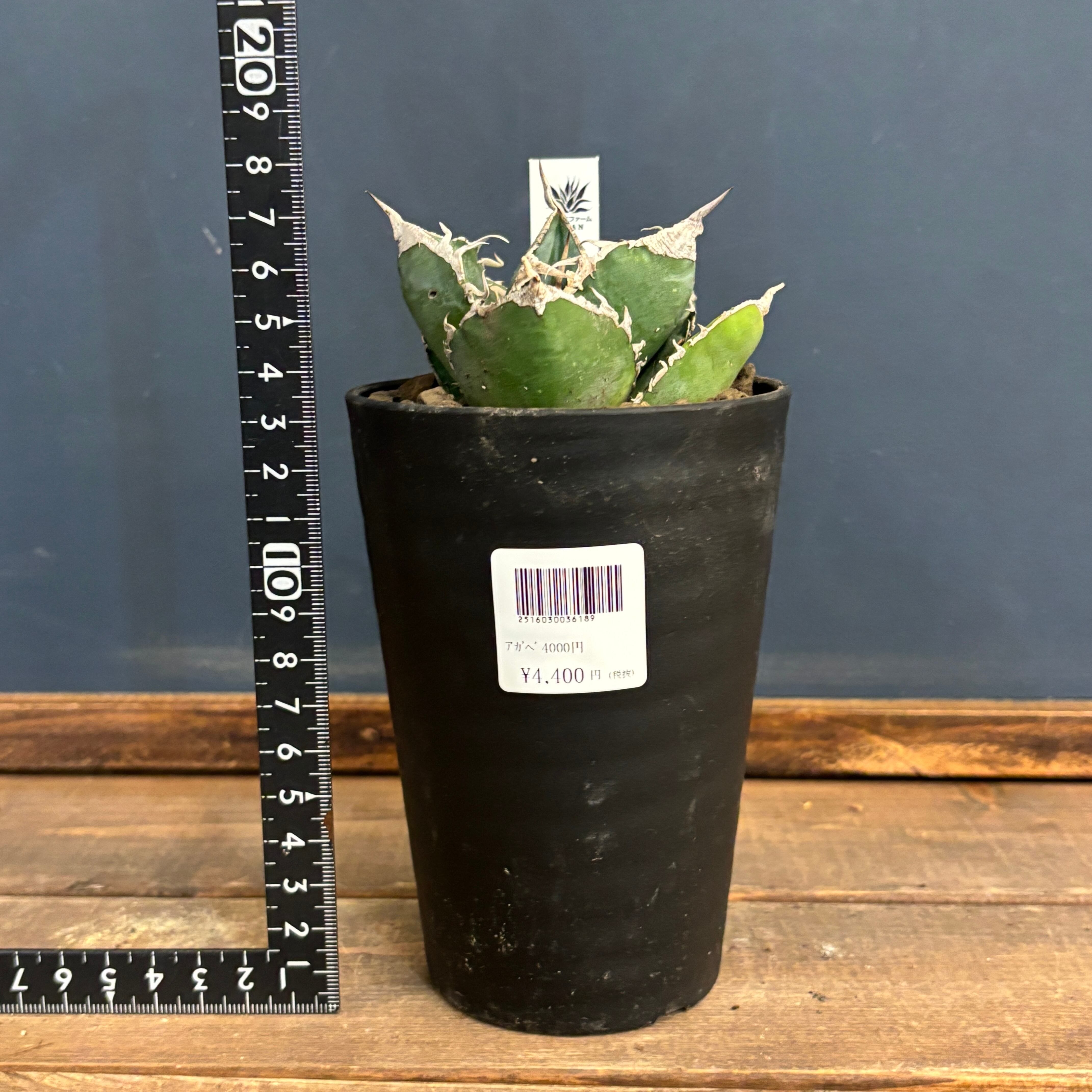 アガベ チタノタ 南アフリカダイヤモンド(SAD)【247】 | PROTOLEAF