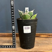 アガベ チタノタ 南アフリカダイヤモンド(SAD)【247】