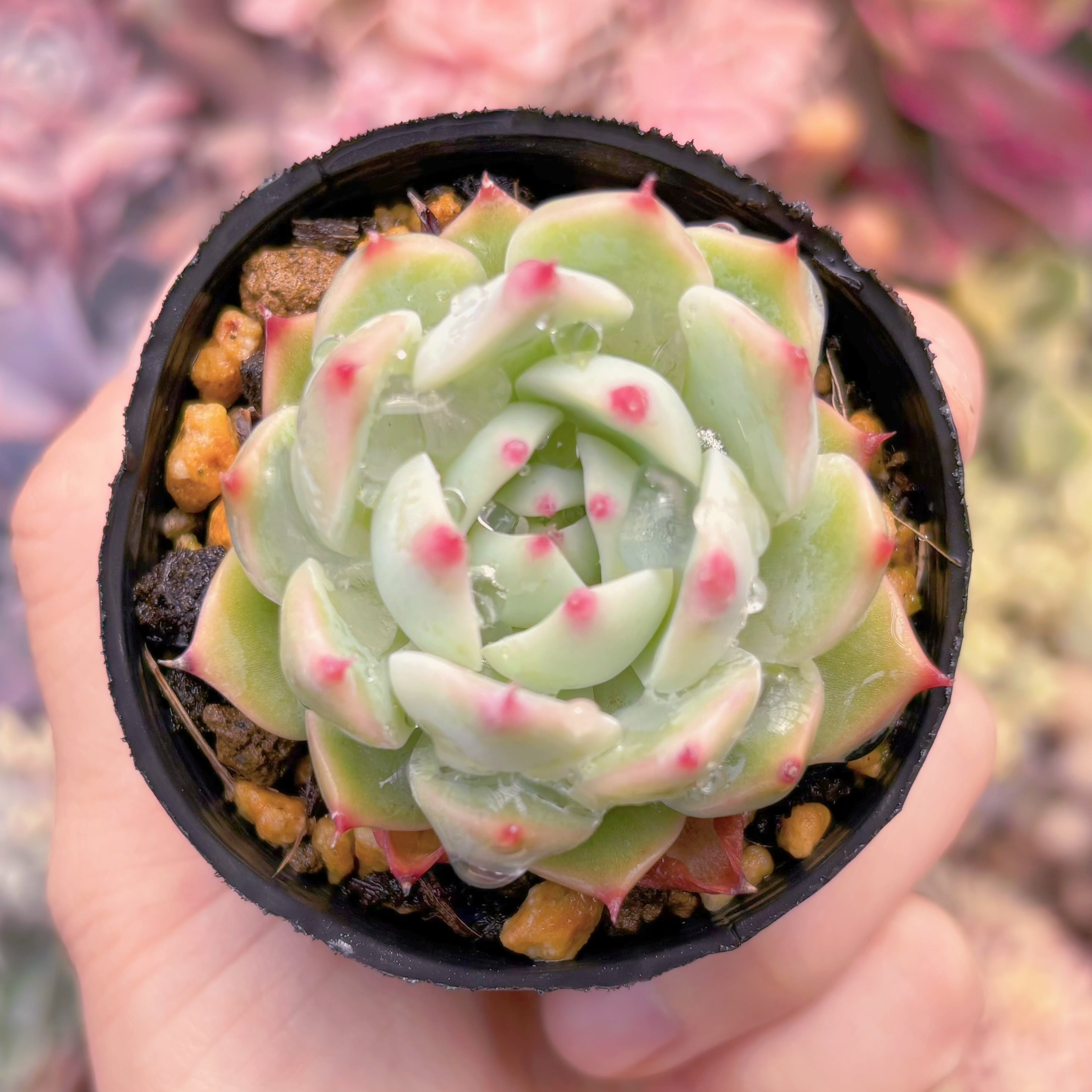 現品　チワワエンシス#2217　るる農園