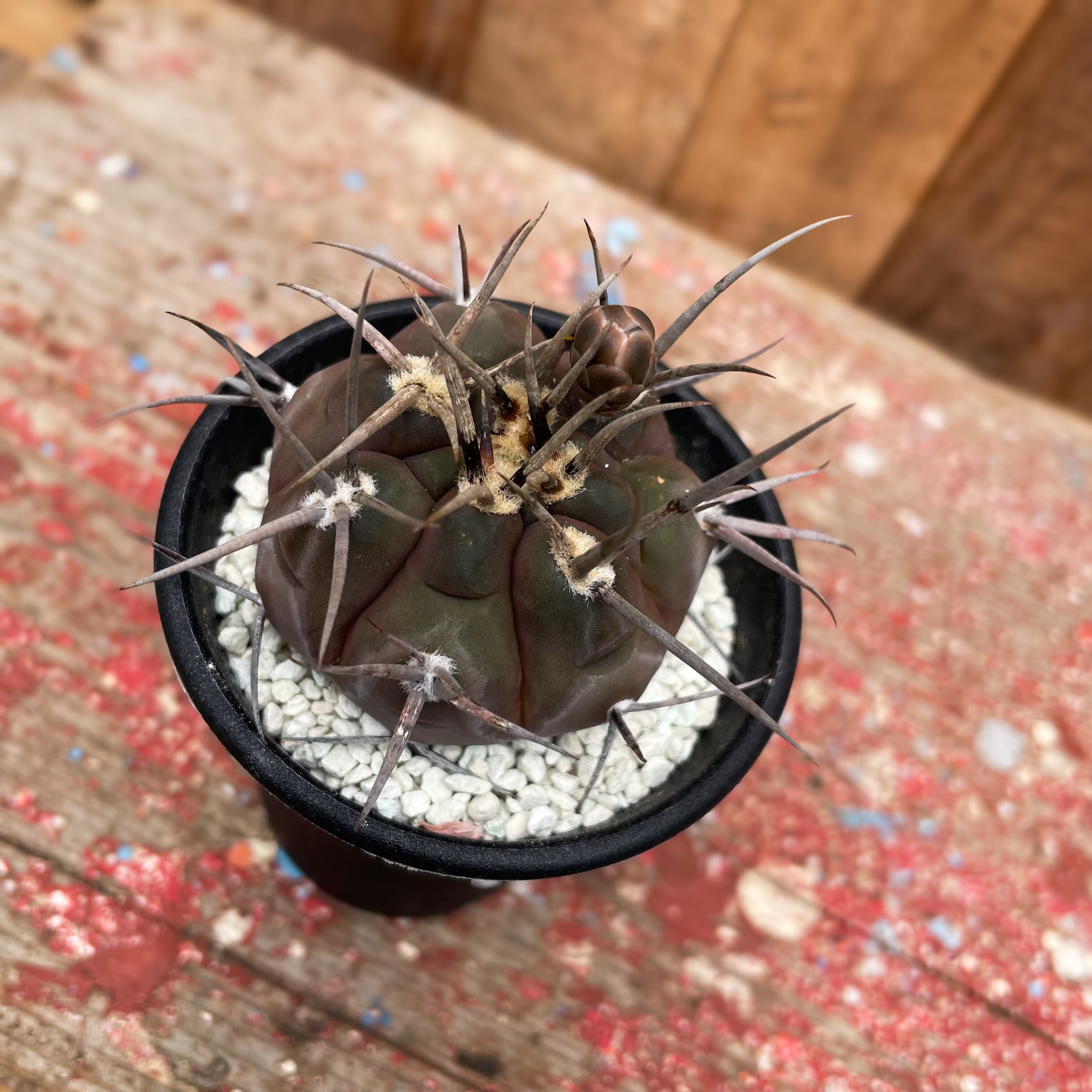 ギムノカリキュウム 黒刺魔天竜 特選実生苗 サボテン多肉植物