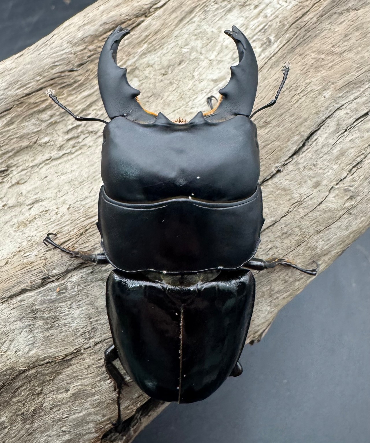 【WD】《ユーリケファルスヒラタ 70mm ペア》